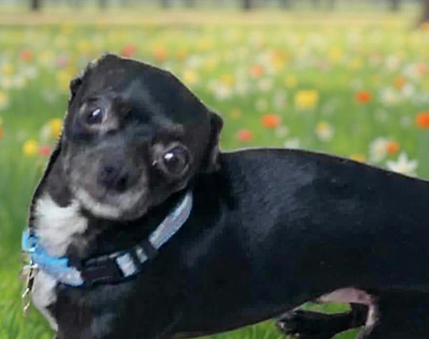 Enlarge Mighty Mouse, a ADOPTABLE mixed breed in Roseburg, OR image 3/6