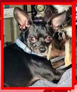 Enlarge Mighty Mouse, a ADOPTABLE mixed breed in Roseburg, OR image 2/6