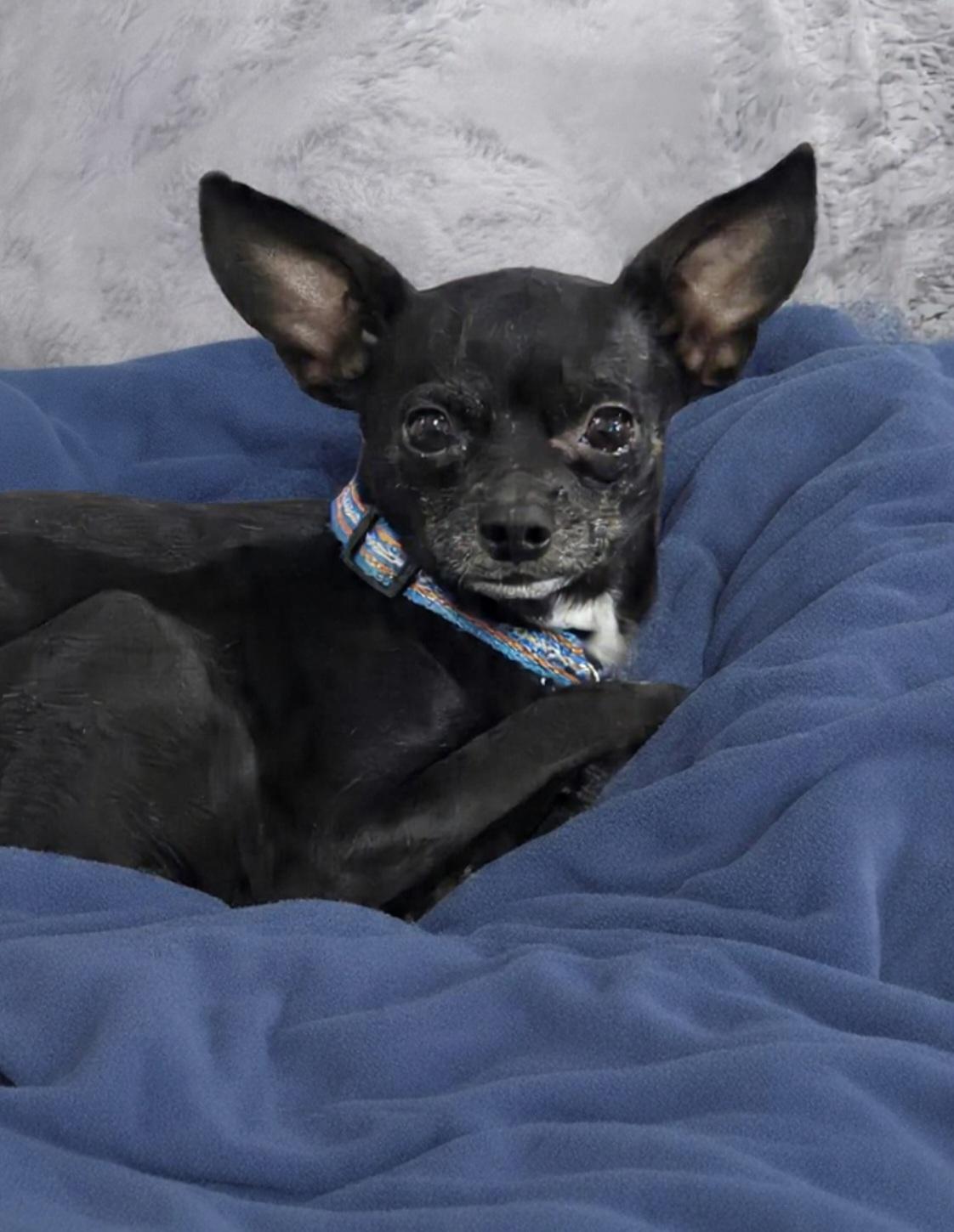 Mighty Mouse, ADOPTABLE, Adult Male Chihuahua.