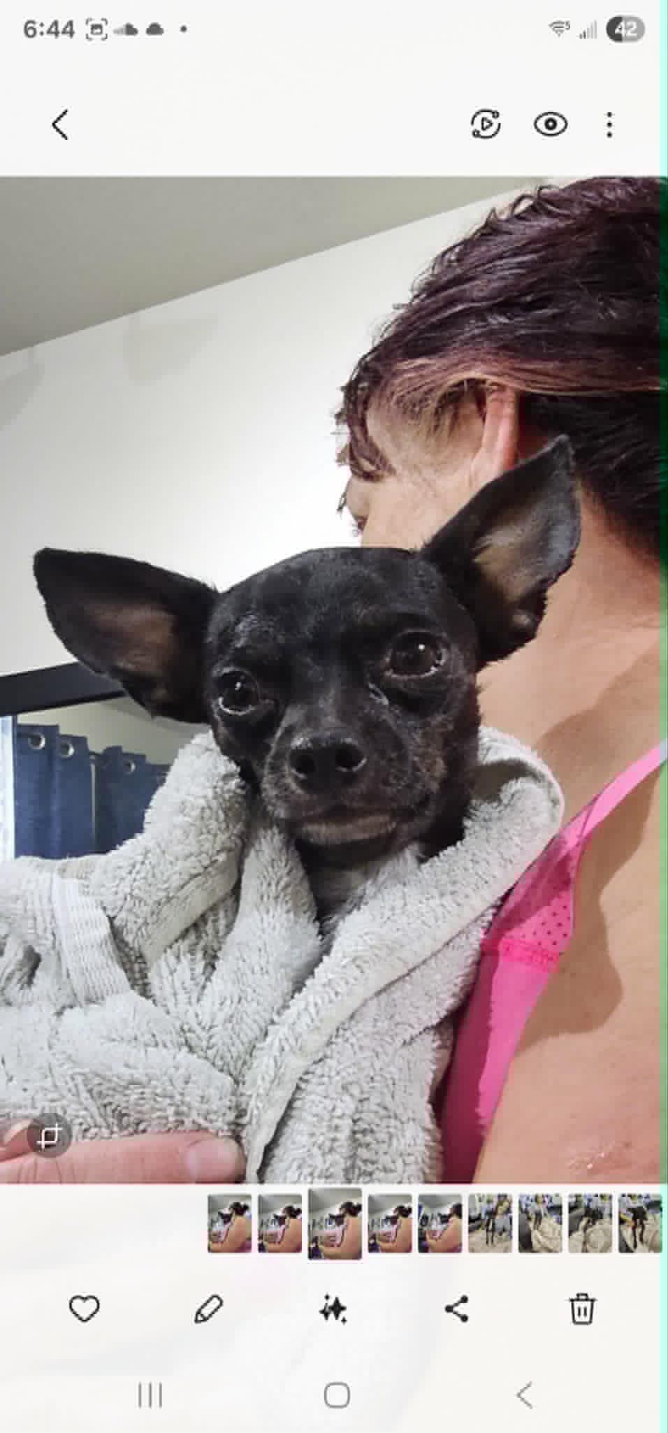 Enlarge Mighty Mouse, a ADOPTABLE mixed breed in Roseburg, OR image 4/6