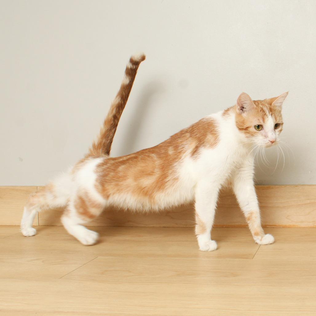 Sherbert C65699, Adoptable, Adult Female Domestic Short Hair.