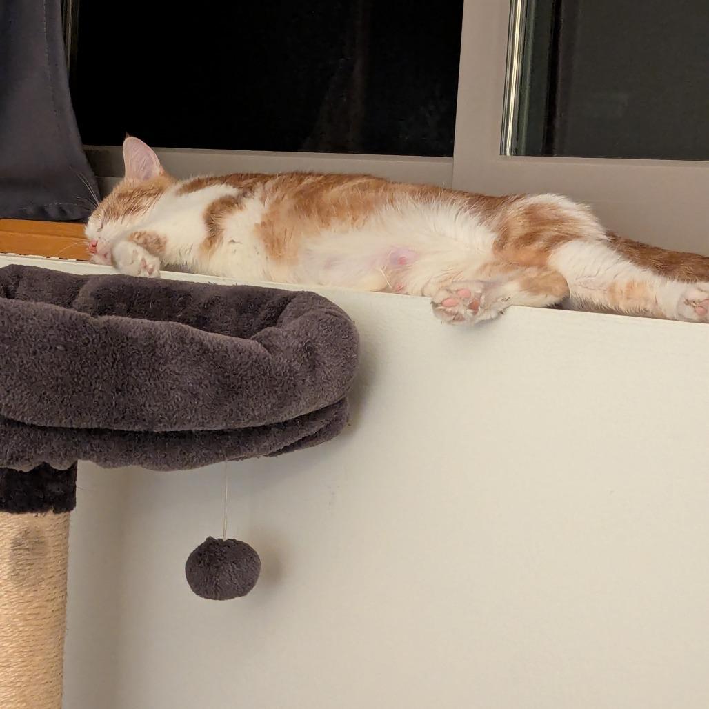 Enlarge Sherbert C65699, a Adoptable Domestic Short Hair in Minnetonka, MN image 1/6