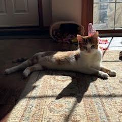 Enlarge Sherbert C65699, a Adoptable Domestic Short Hair in Minnetonka, MN image 5/6