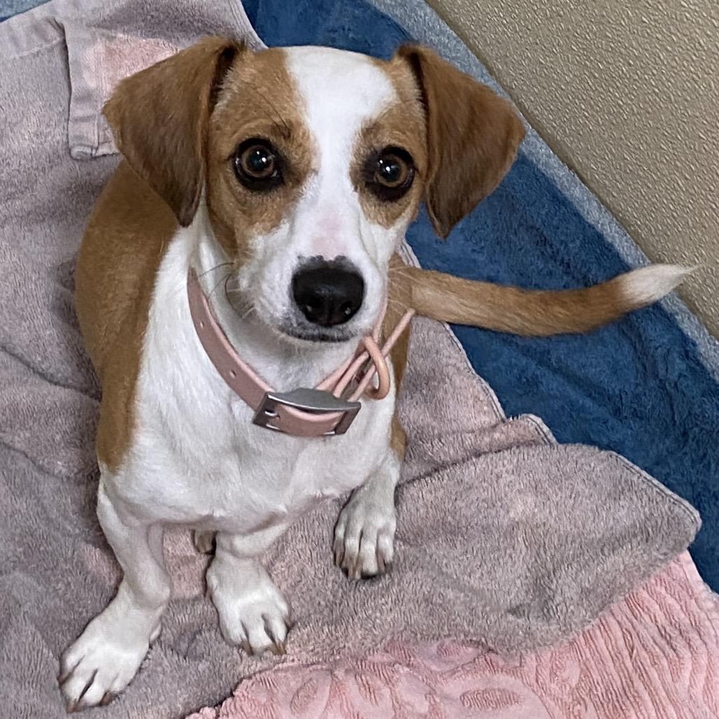 Enlarge Tonka - Costa Mesa Location, a Adopted mixed breed in Chino Hills, CA image 1/6