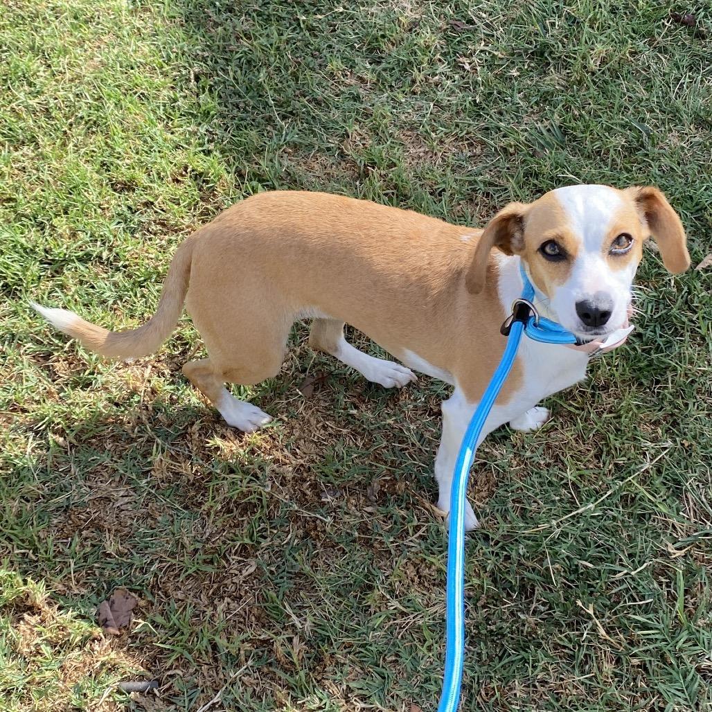 Enlarge Tonka - Costa Mesa Location, a Adopted mixed breed in Chino Hills, CA image 2/6