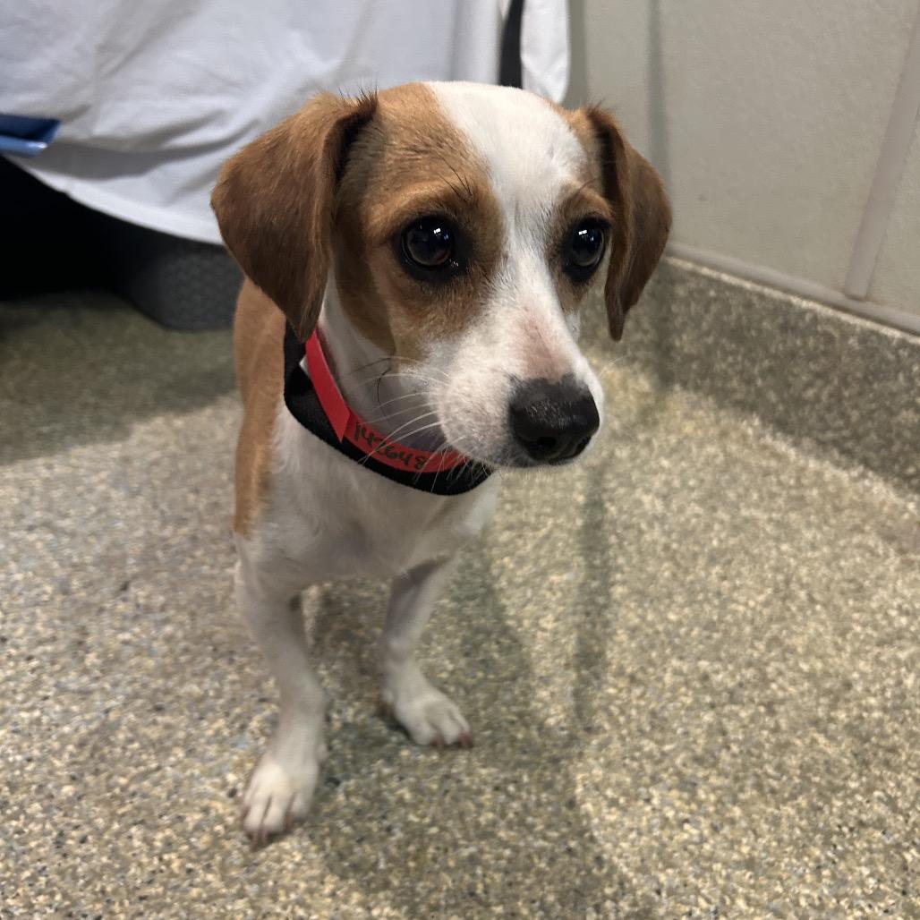 Enlarge Tonka - Costa Mesa Location, a Adopted mixed breed in Chino Hills, CA image 5/6