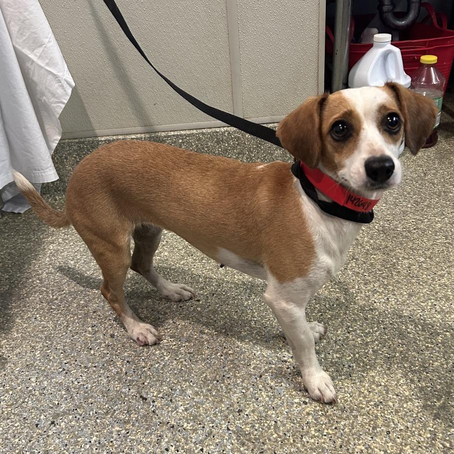 Enlarge Tonka - Costa Mesa Location, a Adopted mixed breed in Chino Hills, CA image 6/6
