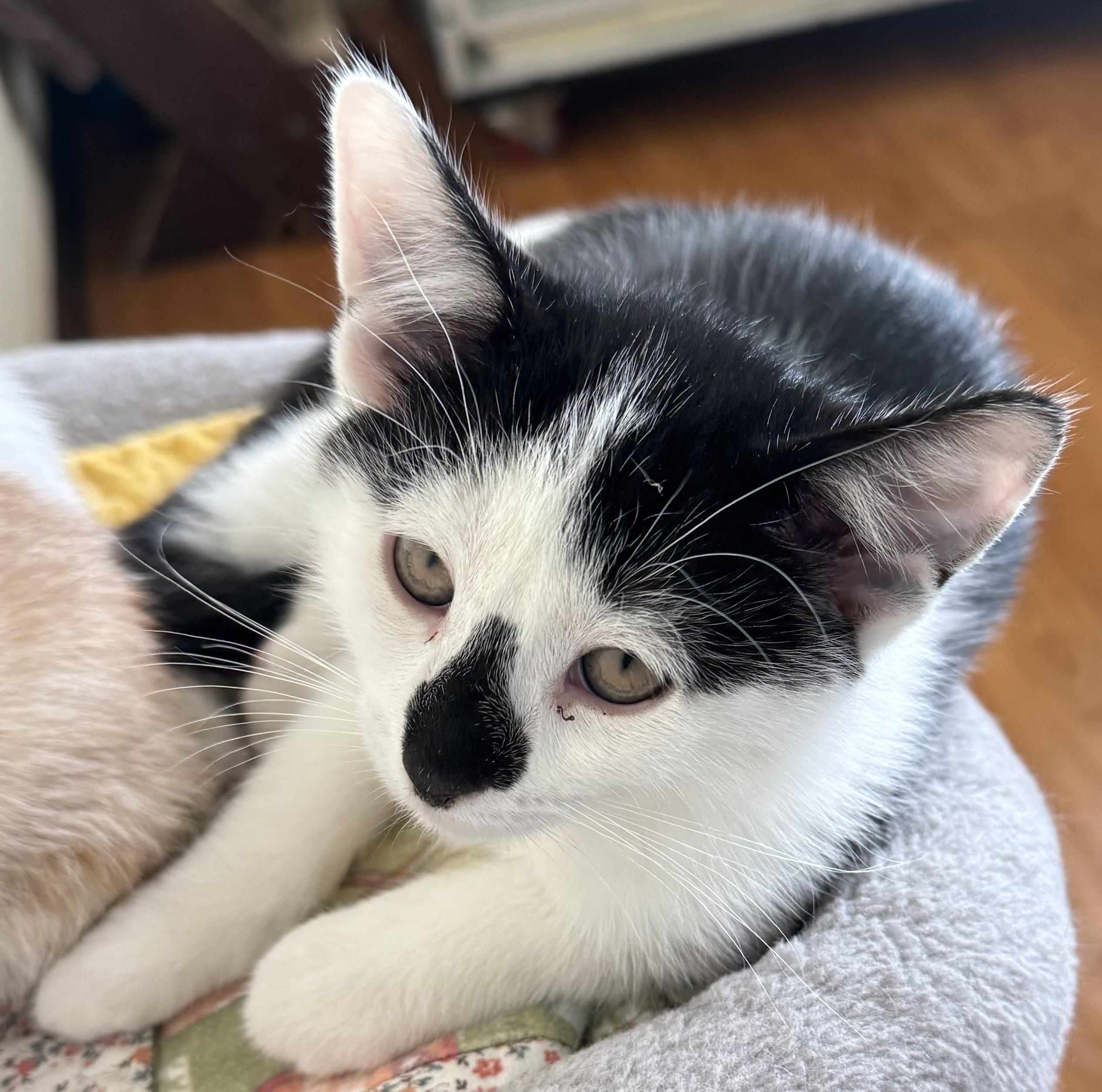 Enlarge Spade, a ADOPTABLE Domestic Short Hair in Mauston, WI image 1/1