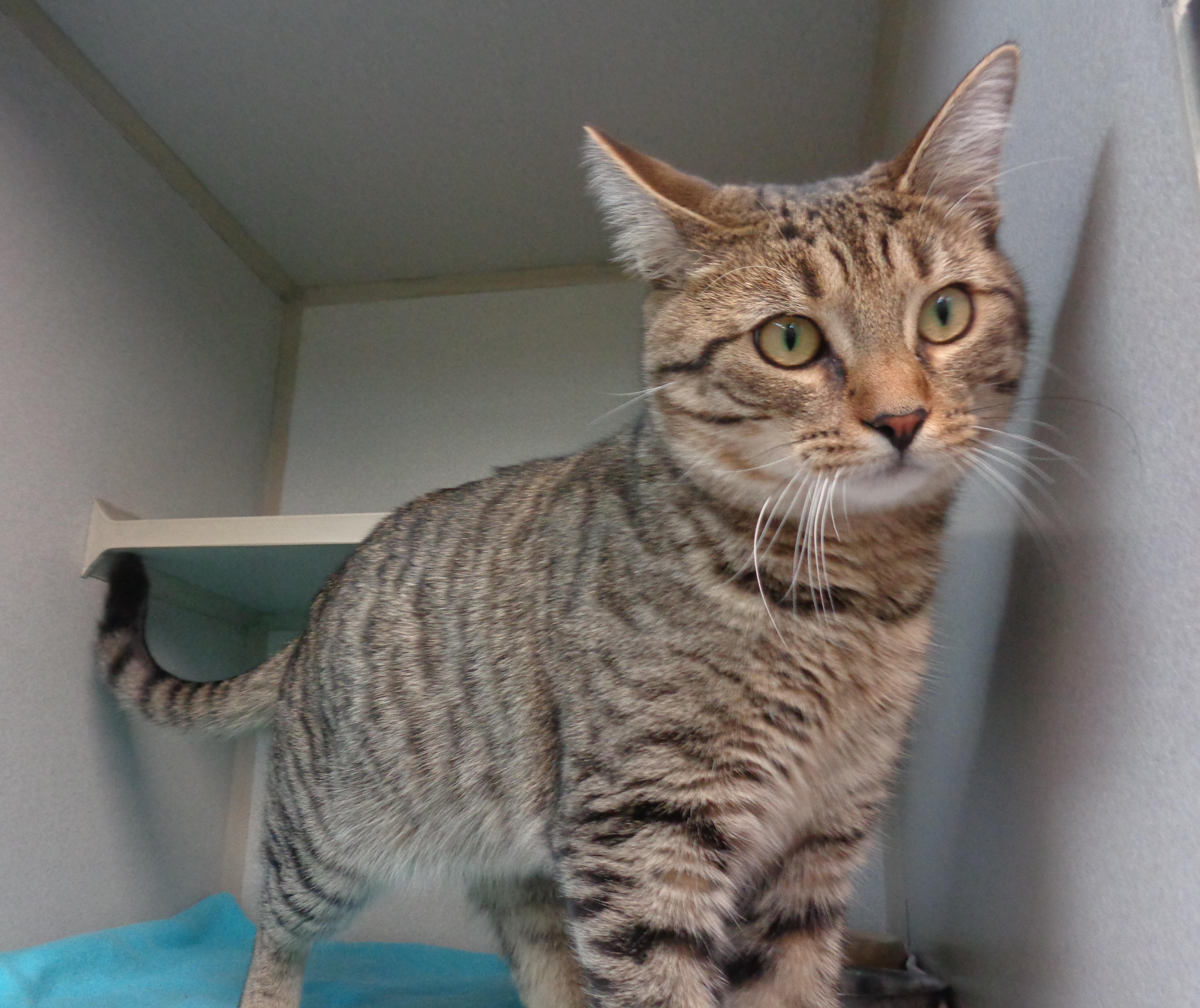 MANGROVE, a ADOPTABLE Tiger in Delhi, NY image 4/4