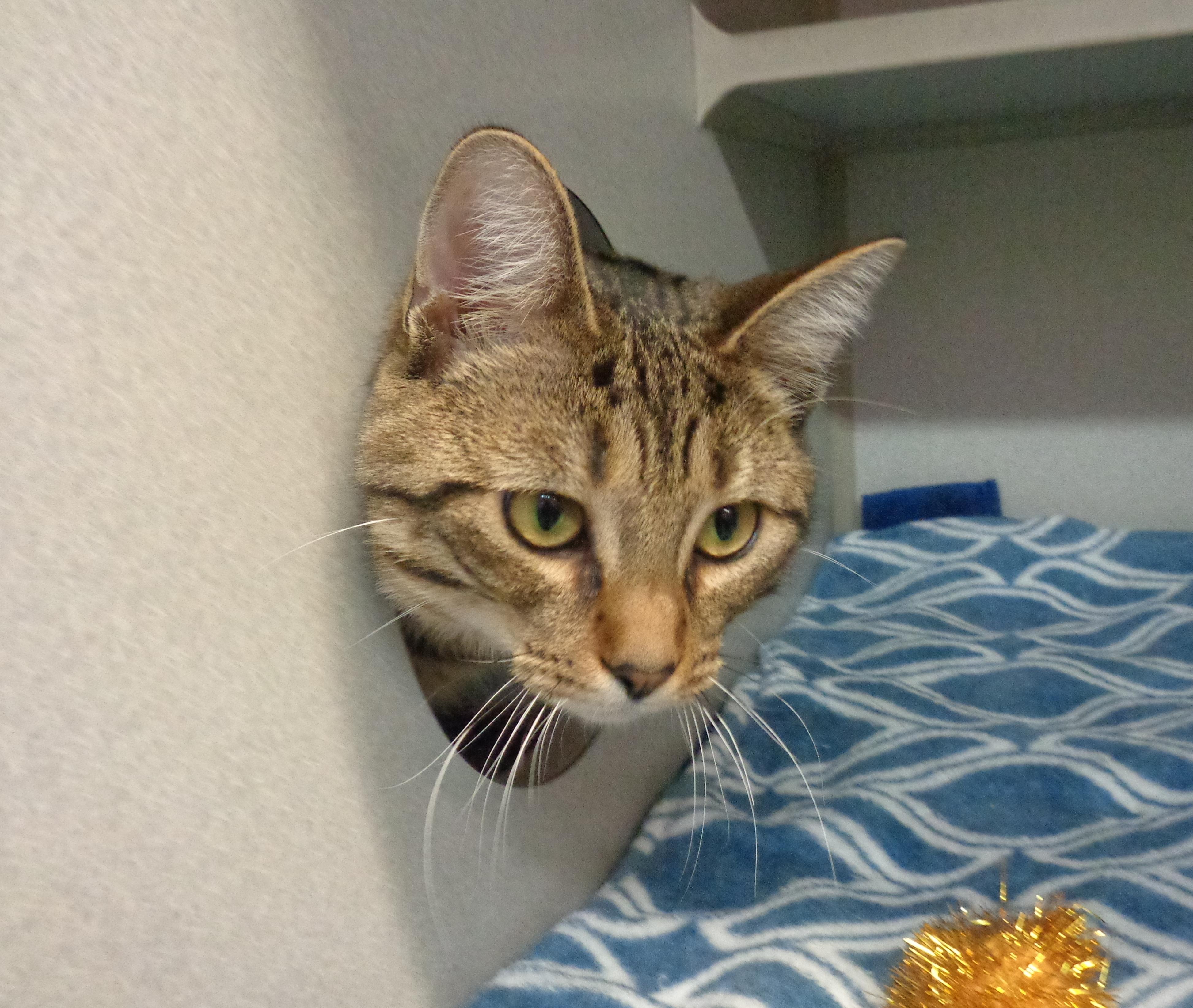 MANGROVE, a ADOPTABLE Tiger in Delhi, NY image 3/4