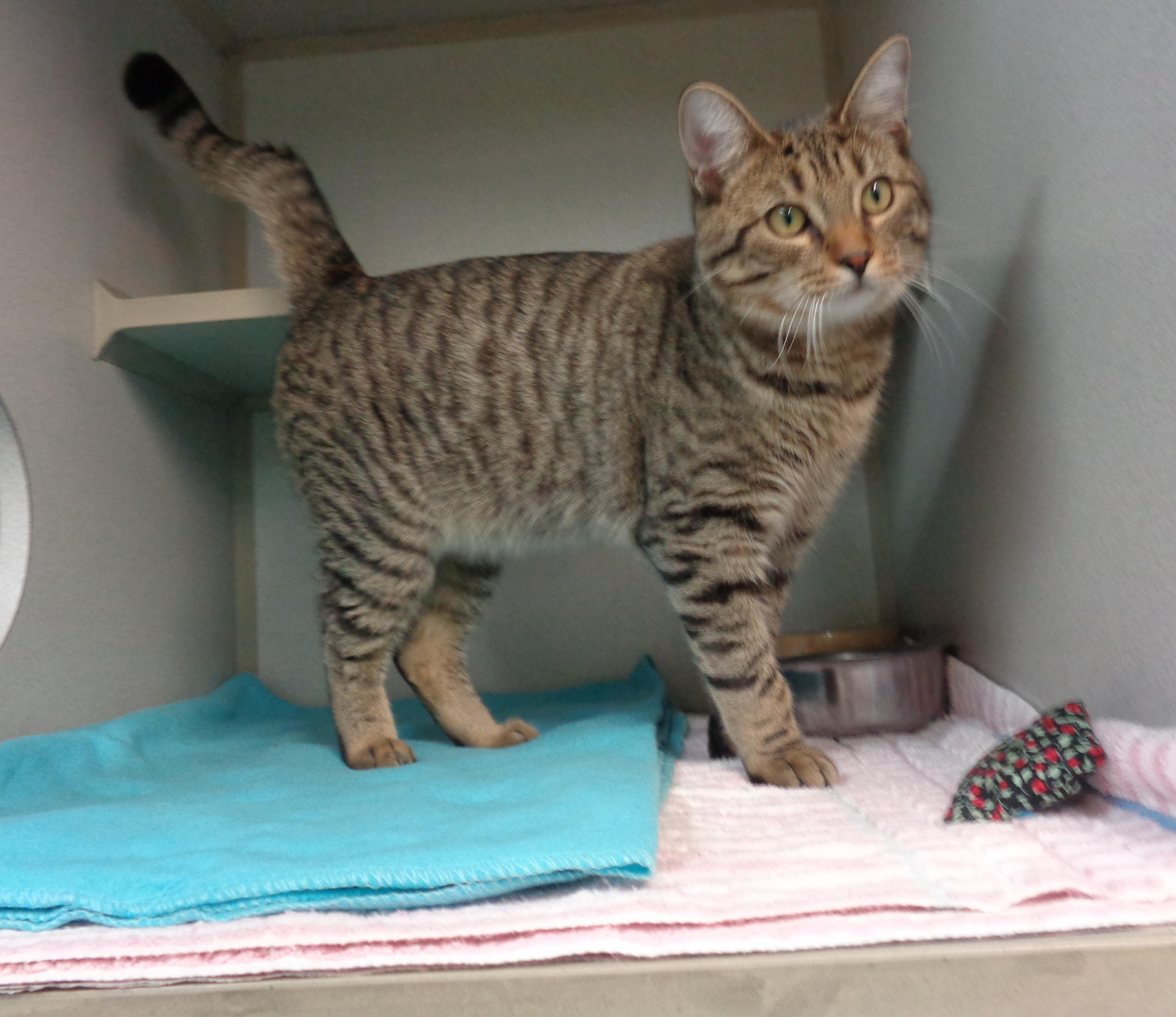 MANGROVE, a ADOPTABLE Tiger in Delhi, NY image 2/4