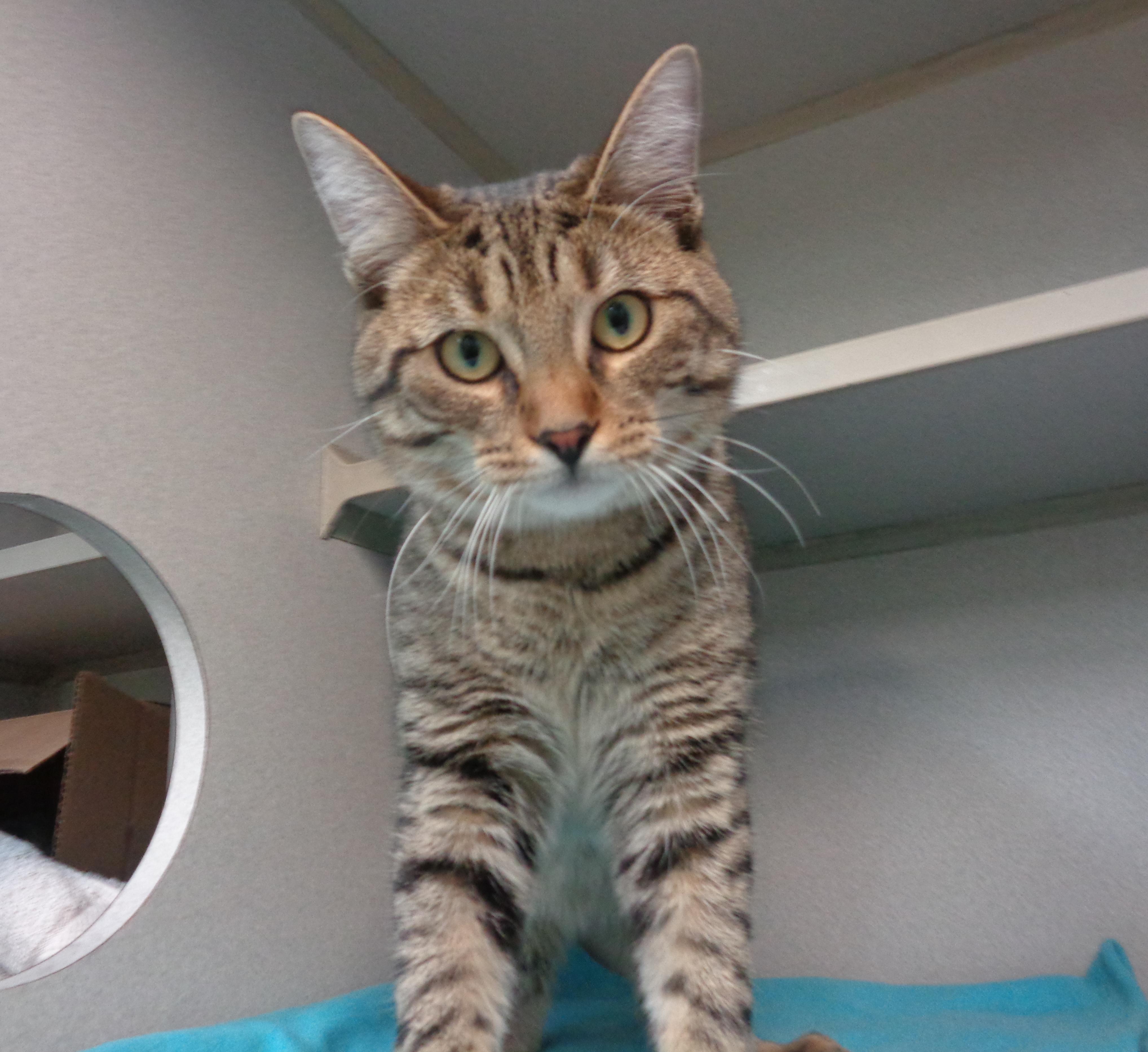 MANGROVE, a ADOPTABLE Tiger in Delhi, NY image 1/4