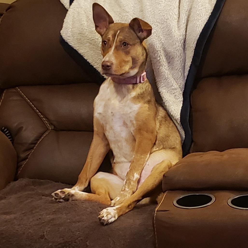 Alsek, a Adoptable mixed breed in Brainerd, MN image 2/6