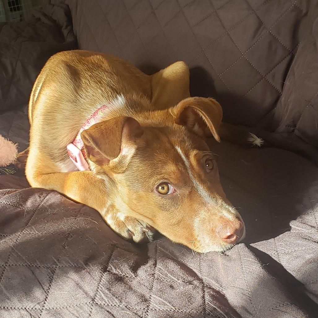 Enlarge Alsek, a Adoptable mixed breed in Duluth, MN image 2/5