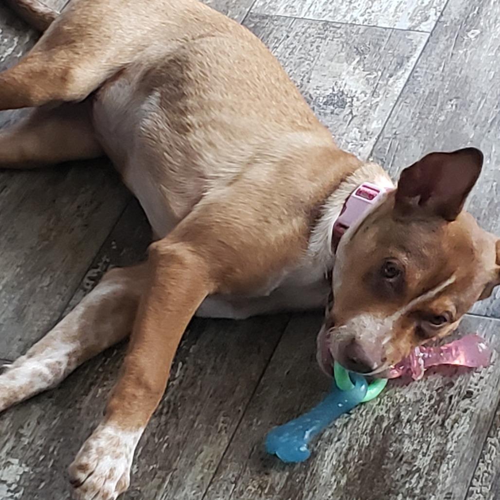 Enlarge Alsek, a Adoptable mixed breed in Duluth, MN image 3/5