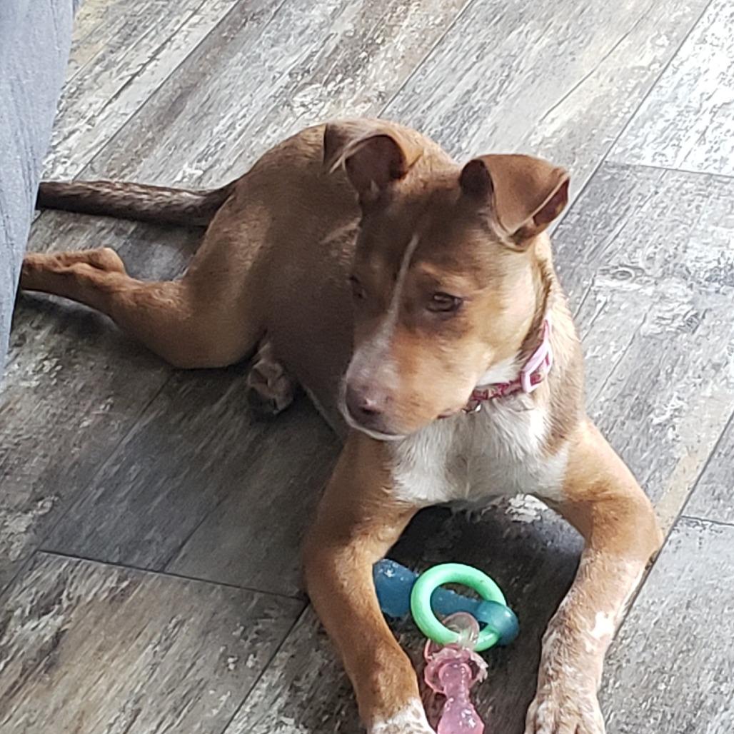 Alsek, Adoptable, Young Female Pit Bull Terrier & Cattle Dog.