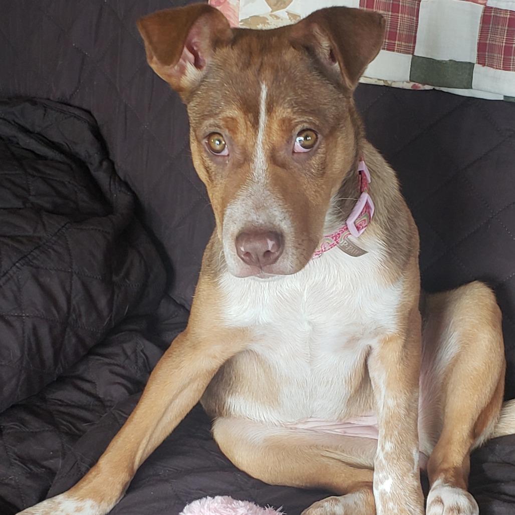 Alsek, a Adoptable mixed breed in Brainerd, MN image 4/6