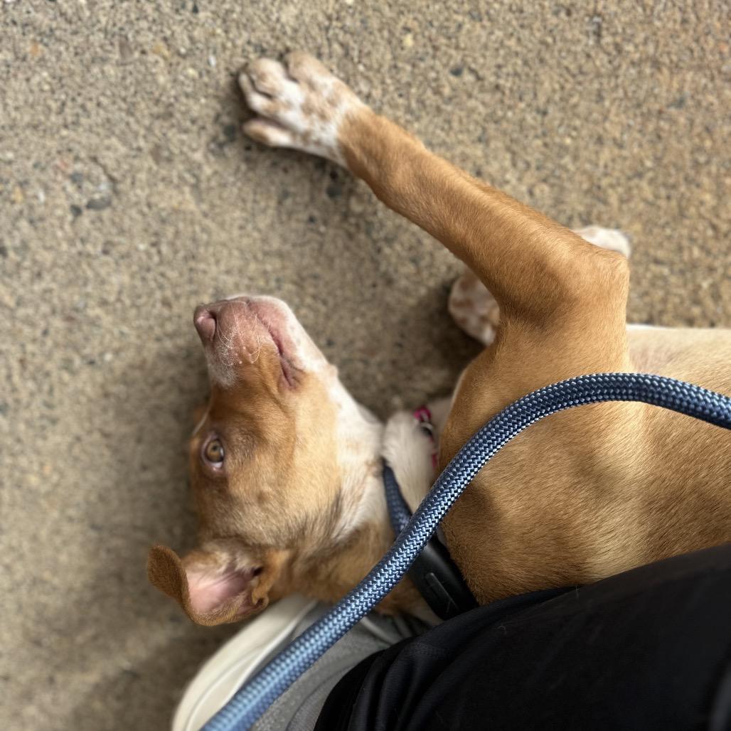 Alsek, a Adoptable mixed breed in Brainerd, MN image 6/6