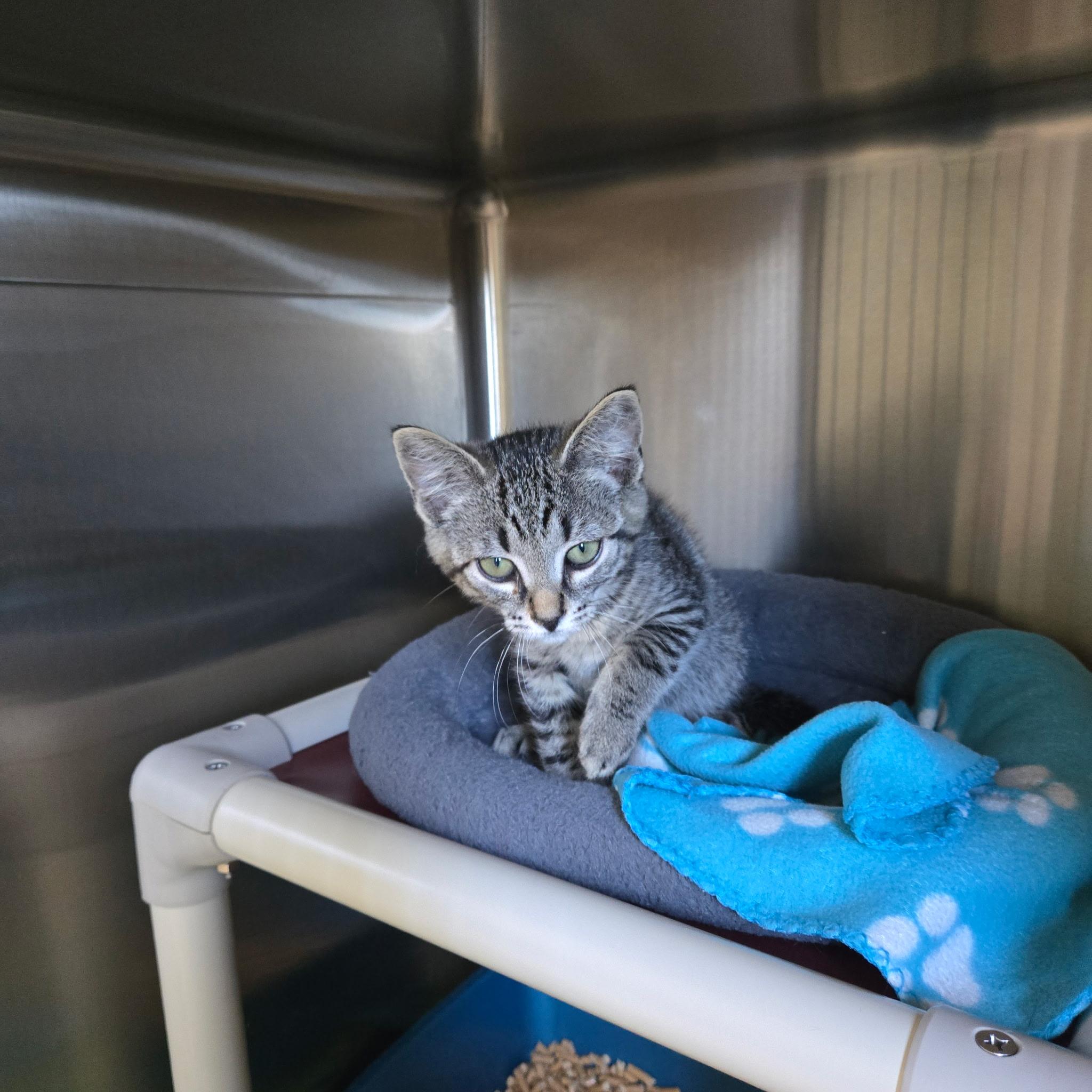 Enlarge Vlad, a Adoptable Tabby in West Branch, MI image 1/1