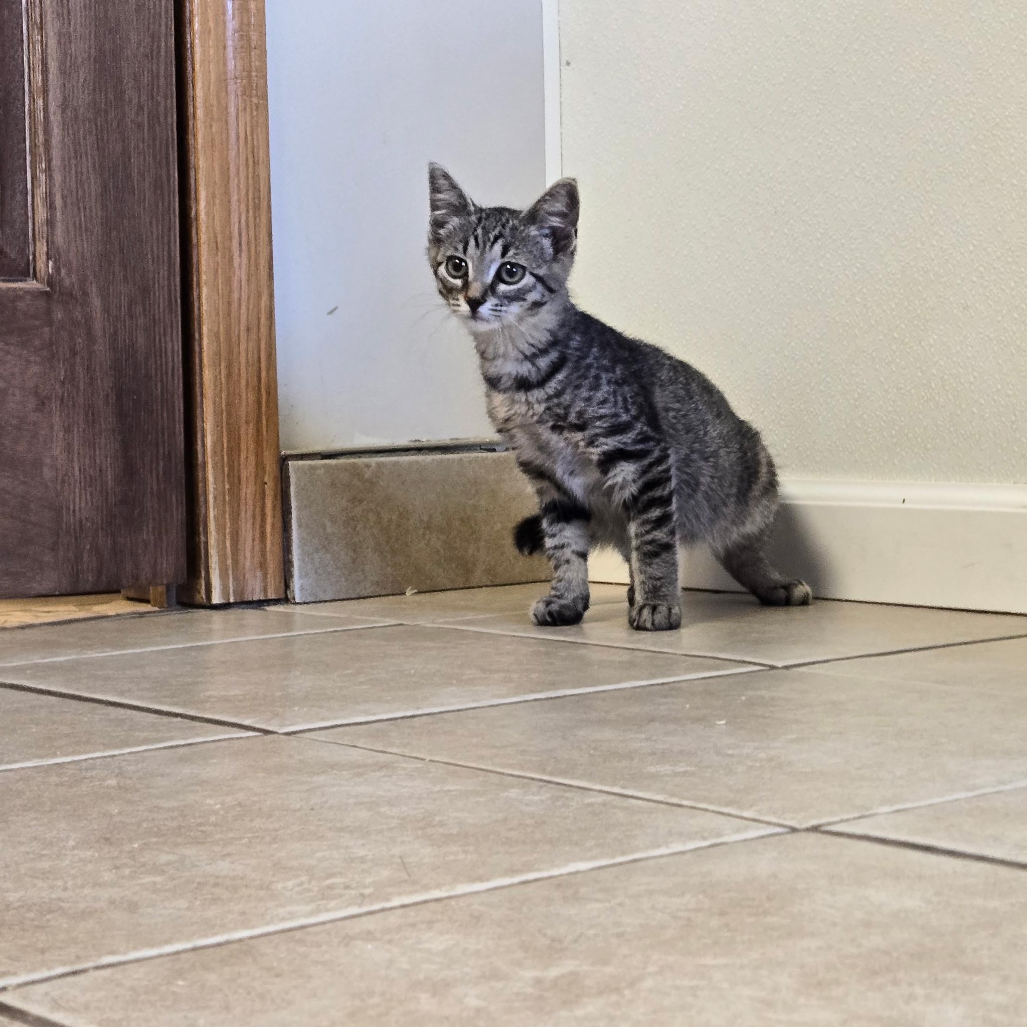 Vlad, Adoptable, Kitten Male Tabby.