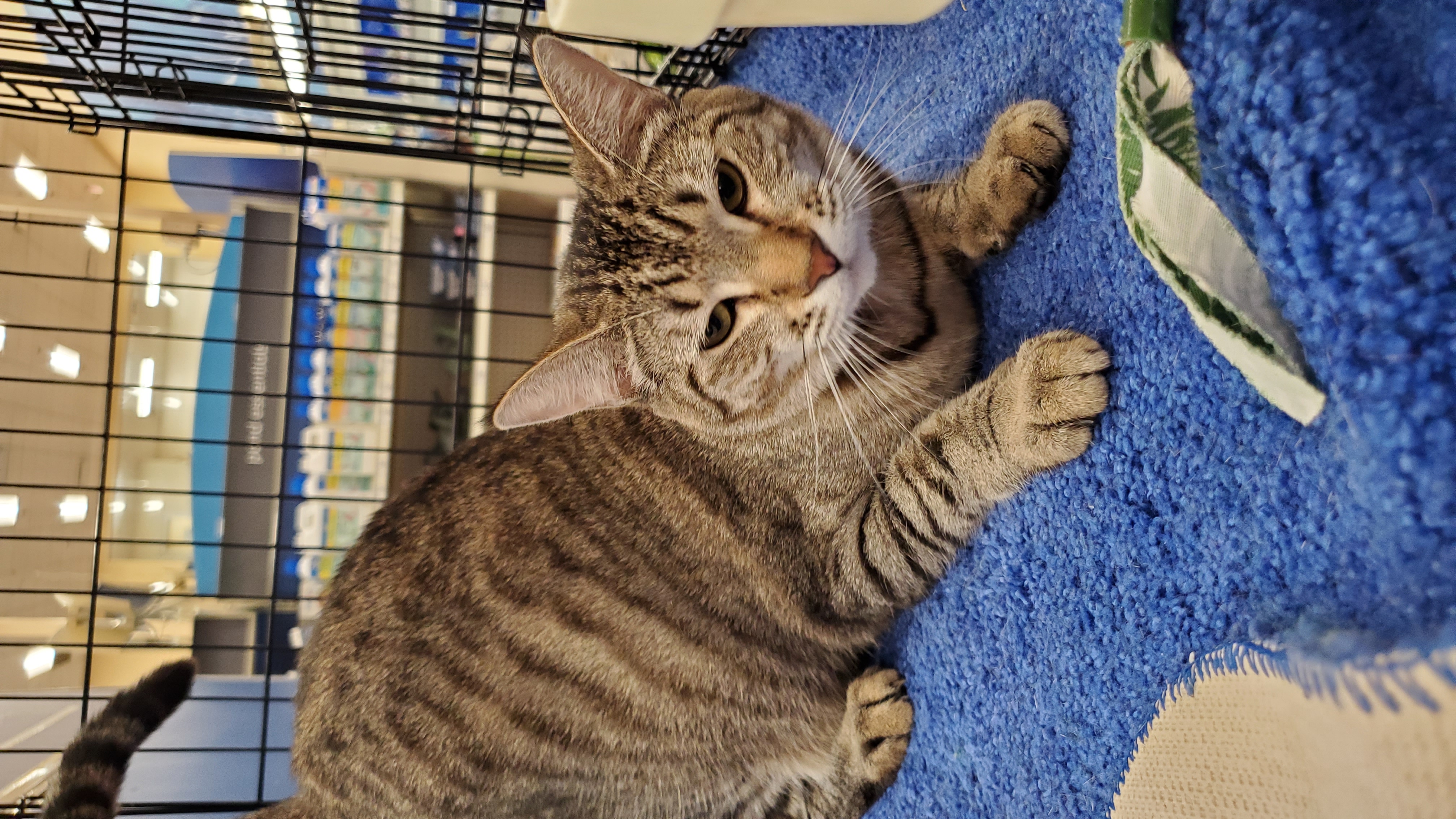 Clover, a Adoptable American Shorthair in Buena Park, CA image 1/4