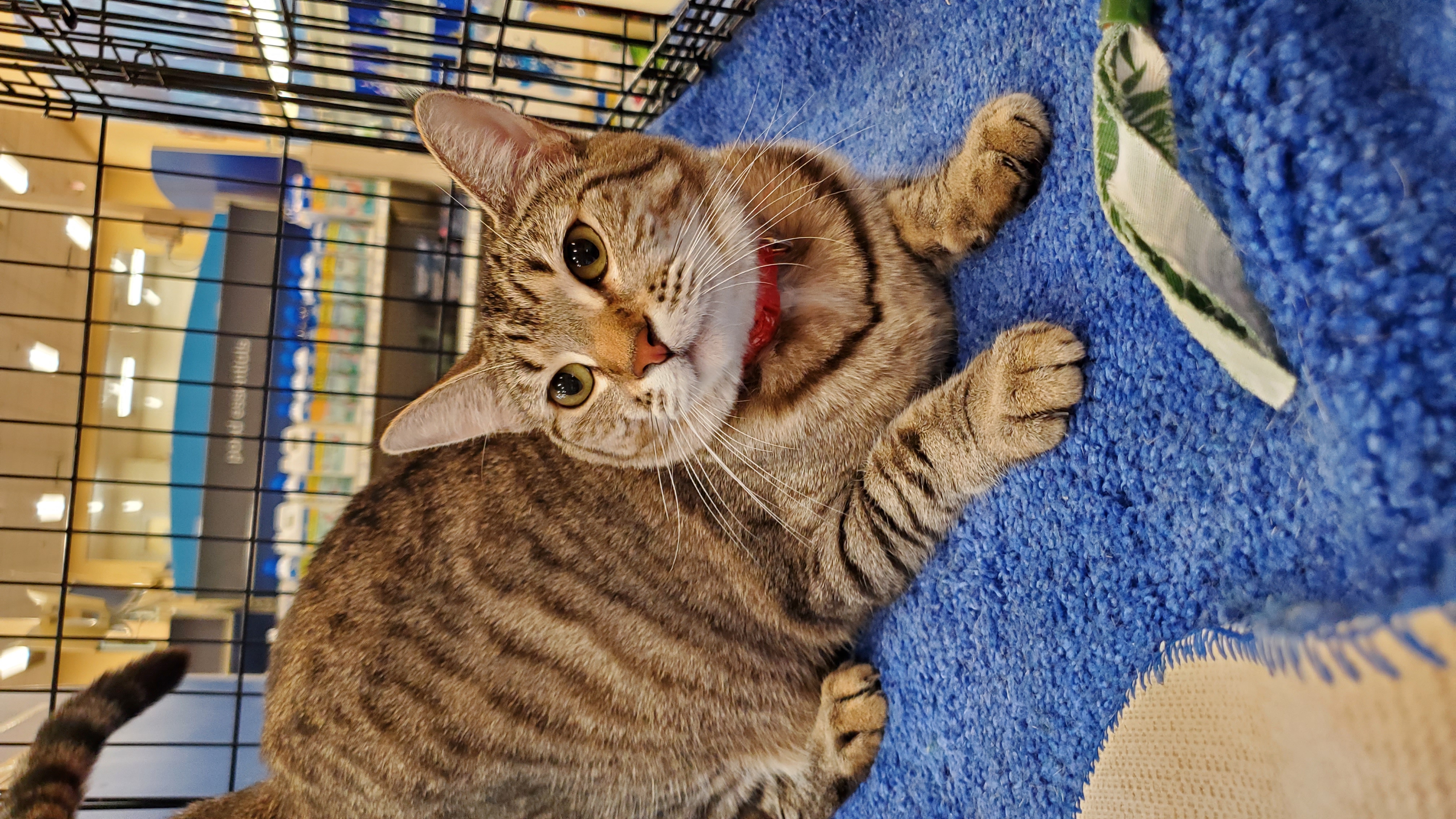 Clover, a Adoptable American Shorthair in Buena Park, CA image 2/4