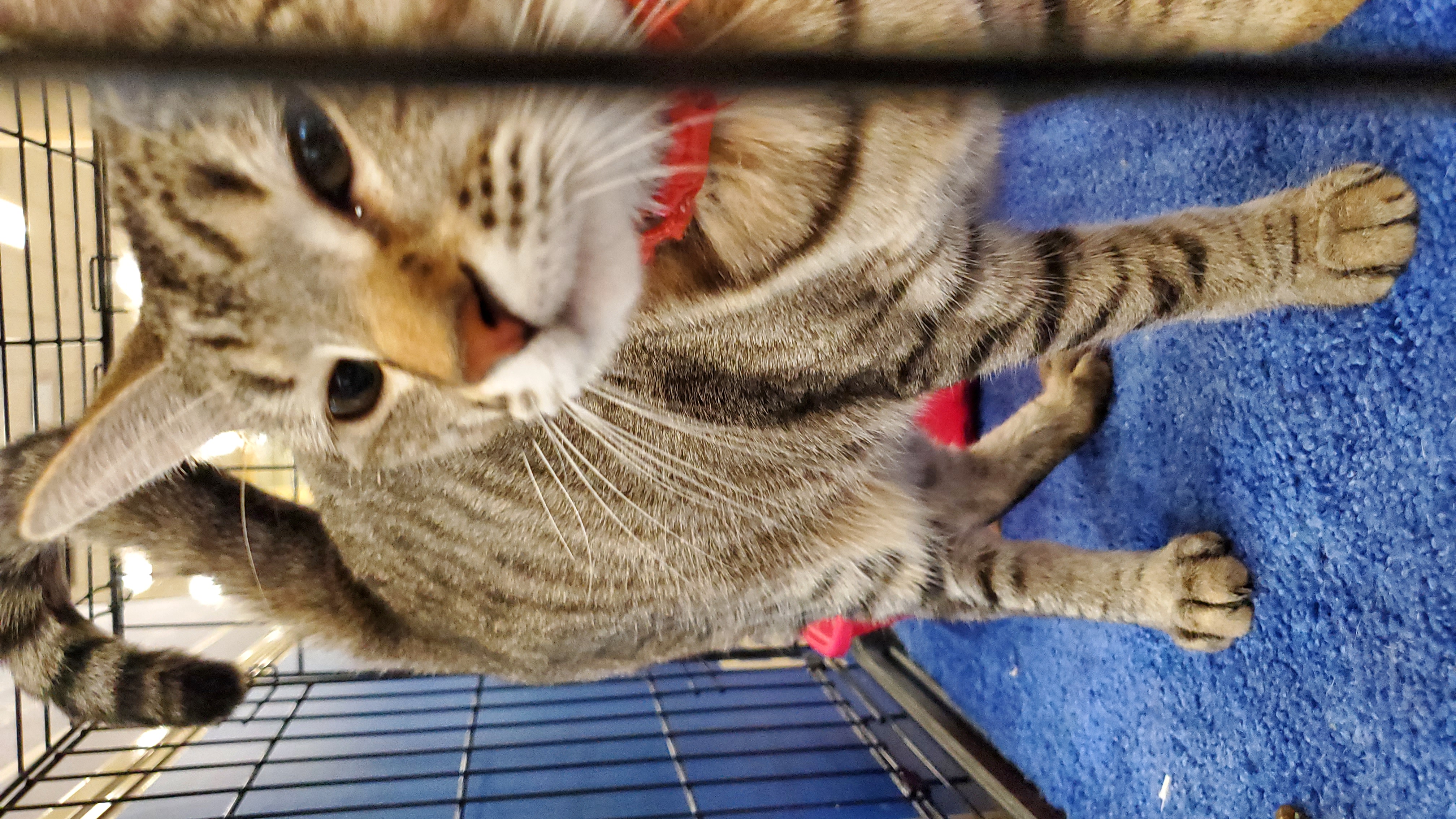 Clover, a Adoptable American Shorthair in Buena Park, CA image 3/4