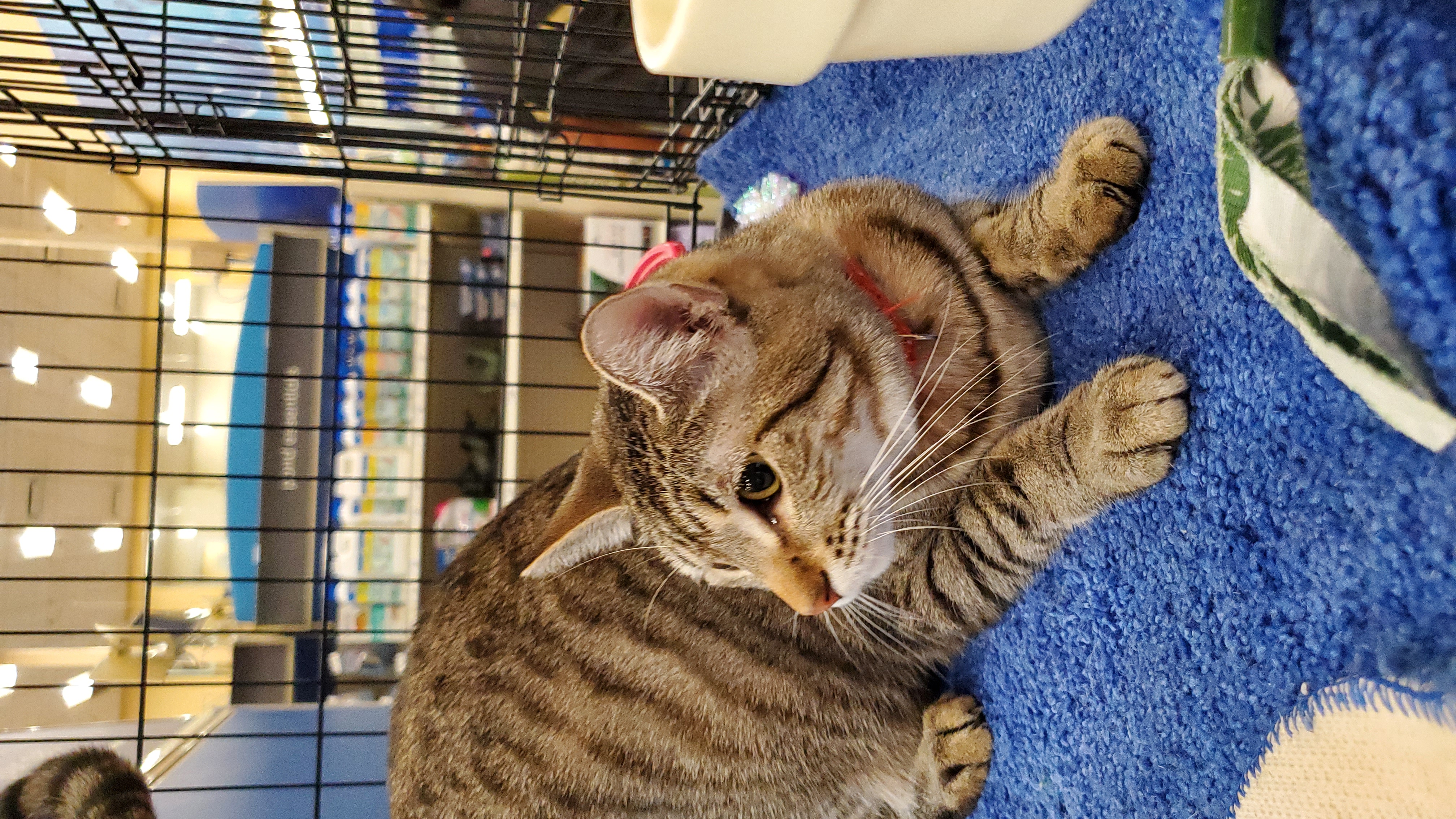 Clover, a Adoptable American Shorthair in Buena Park, CA image 4/4