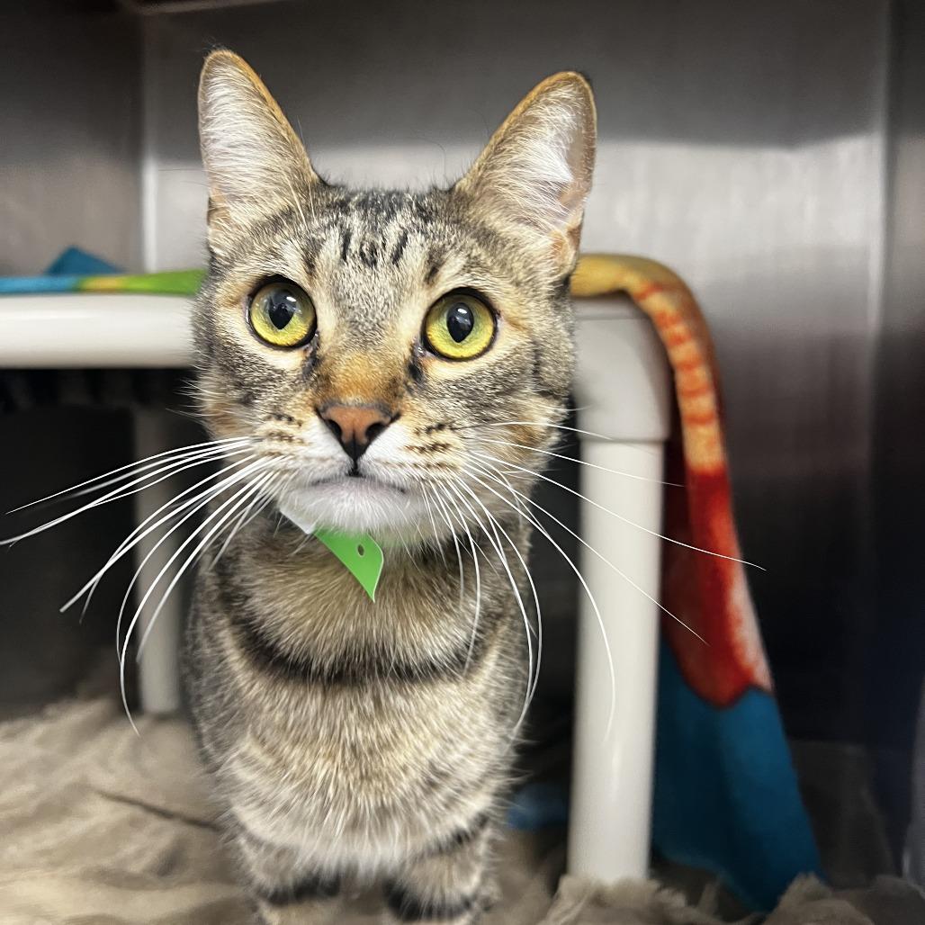 Marshall, Adoptable, Adult Male Domestic Short Hair.