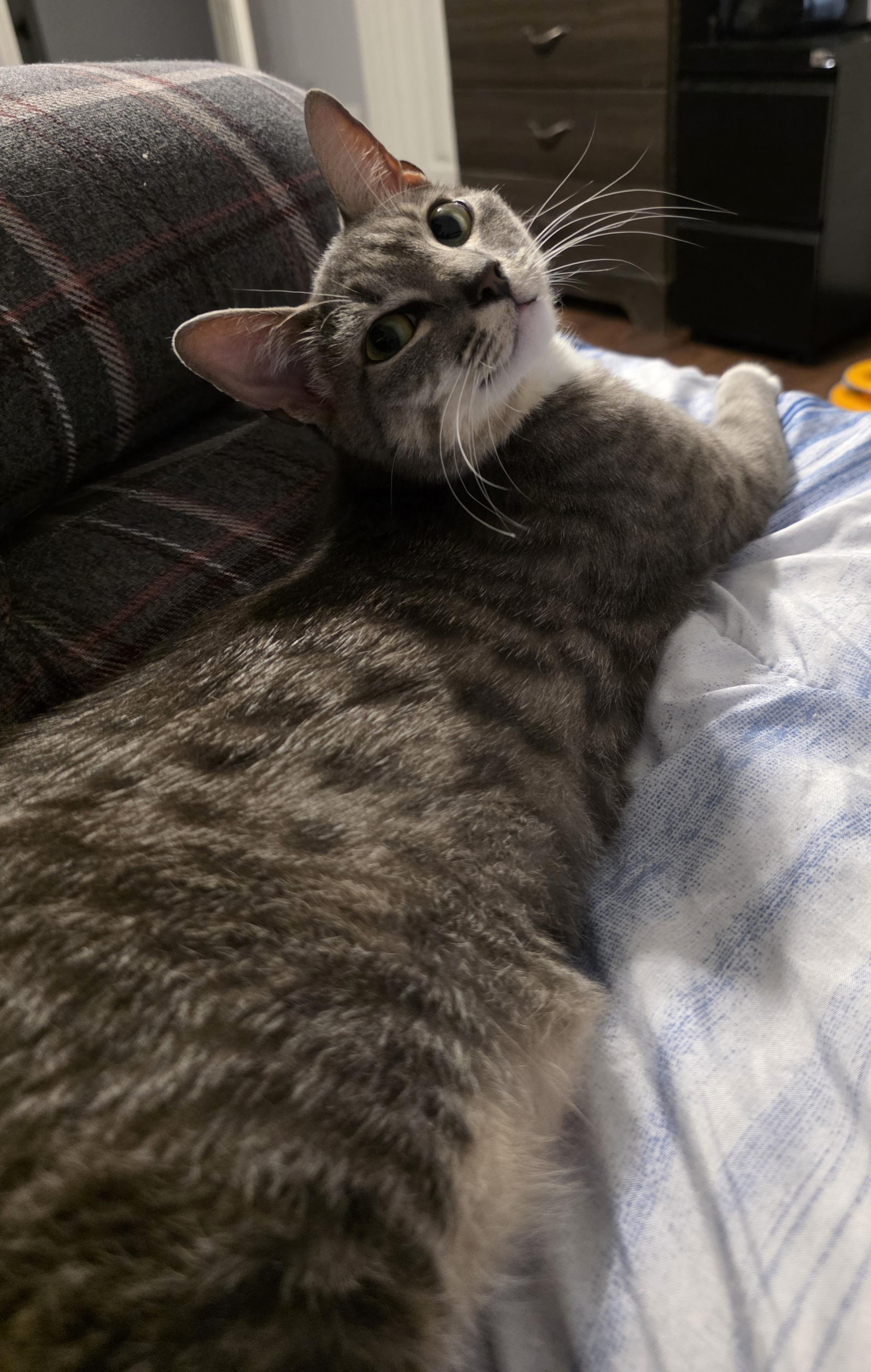 Enlarge Dani, a ADOPTABLE American Shorthair in Wilmington, NC image 2/6