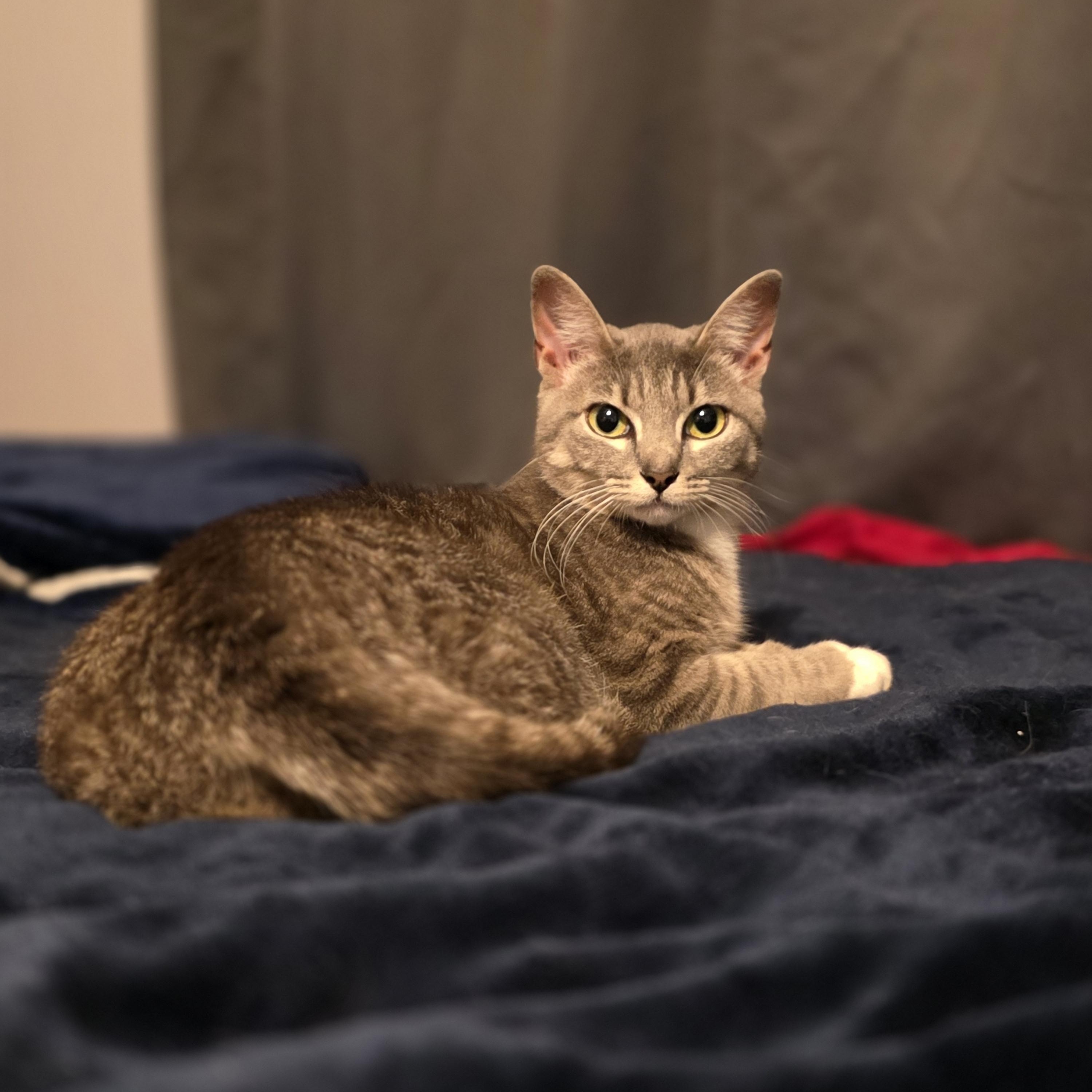 Dani, ADOPTABLE, Young Female American Shorthair.