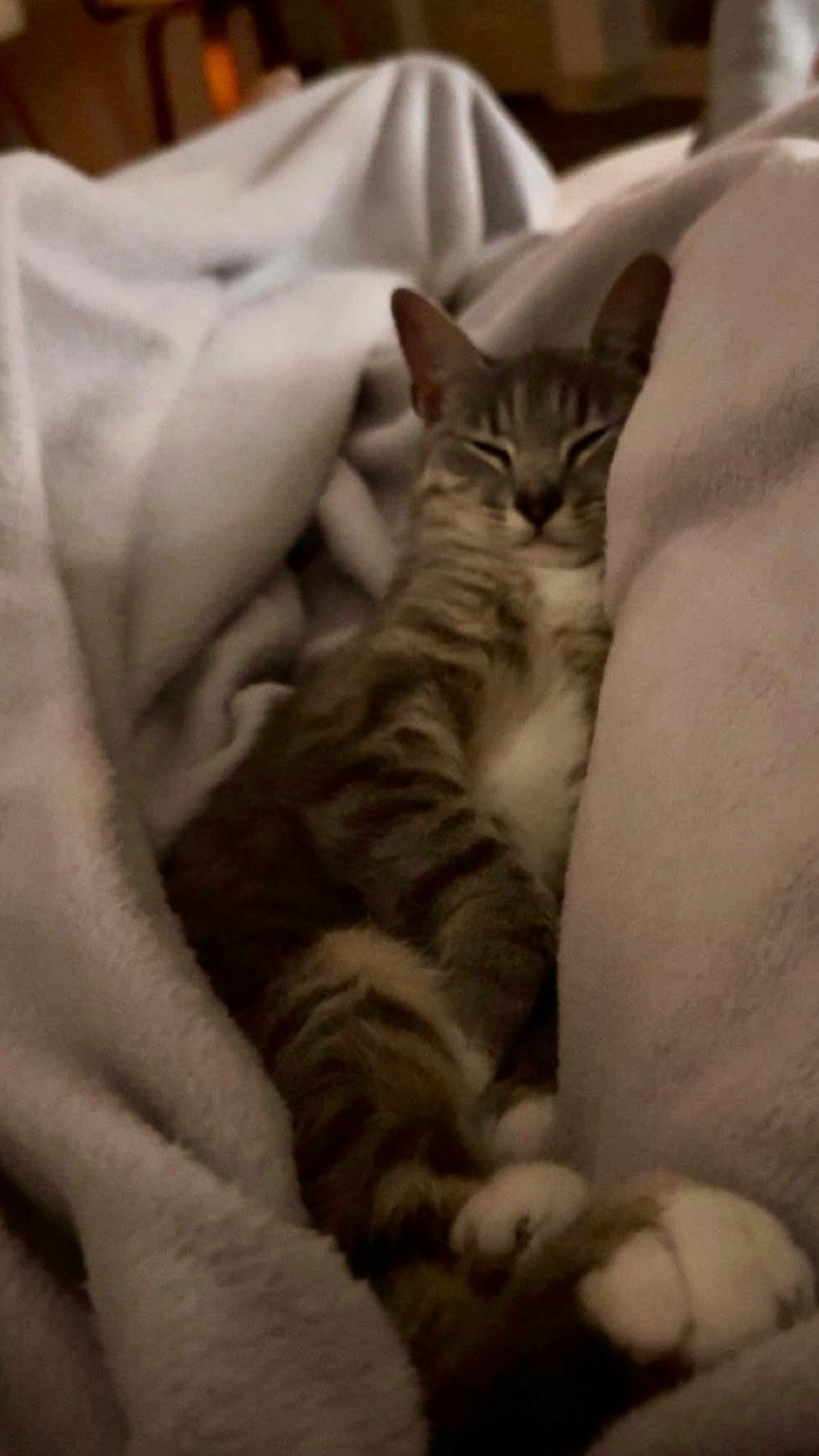 Enlarge Dani, a ADOPTABLE American Shorthair in Wilmington, NC image 3/6