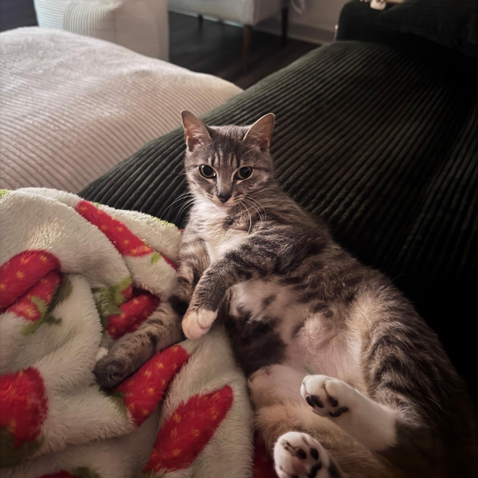 Enlarge Dani, a ADOPTABLE American Shorthair in Wilmington, NC image 4/6