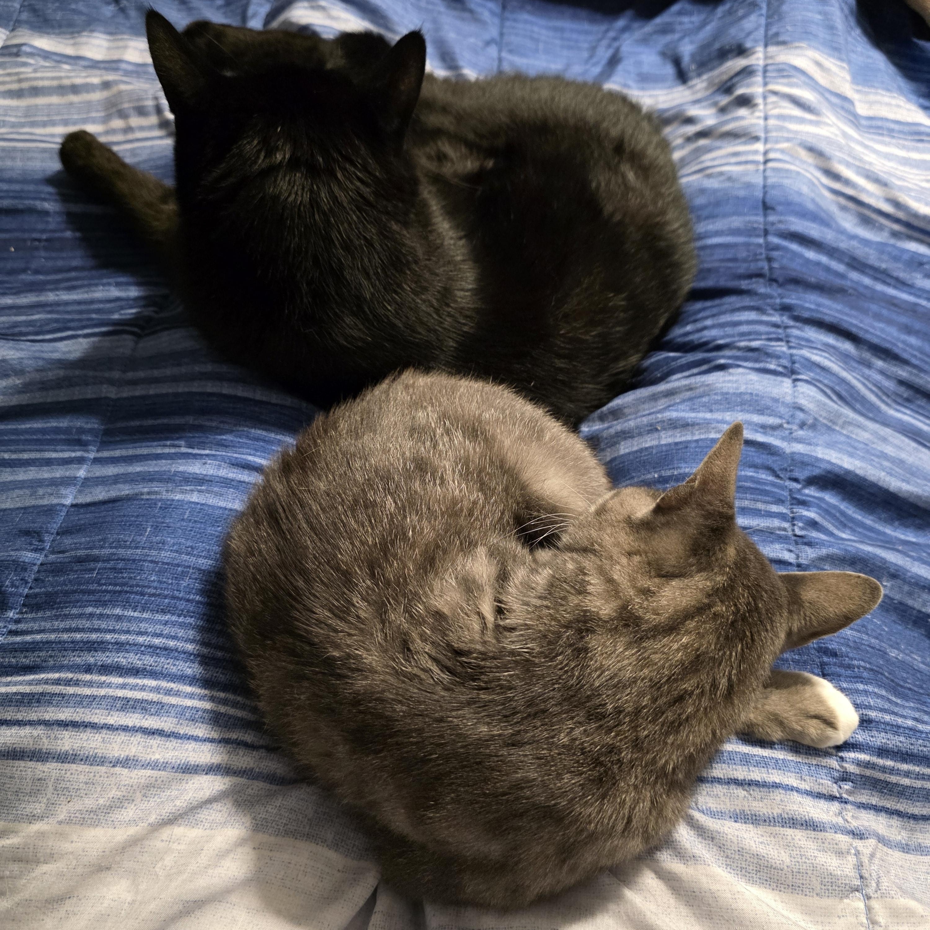 Enlarge Dani, a ADOPTABLE American Shorthair in Wilmington, NC image 5/6