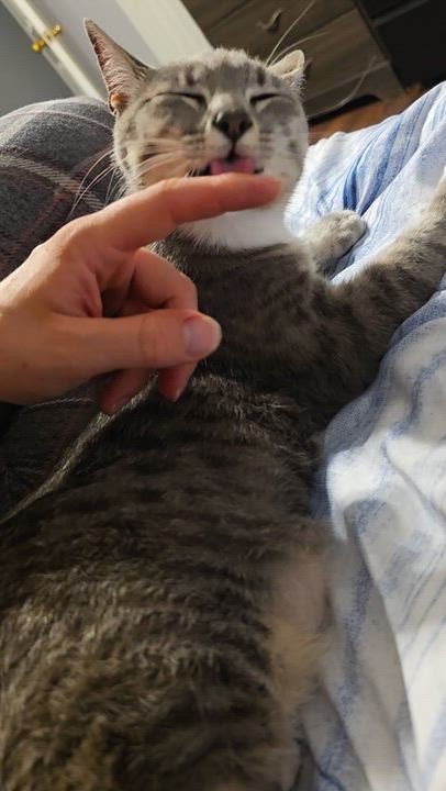 Enlarge Dani, a ADOPTABLE American Shorthair in Wilmington, NC video 6/6
