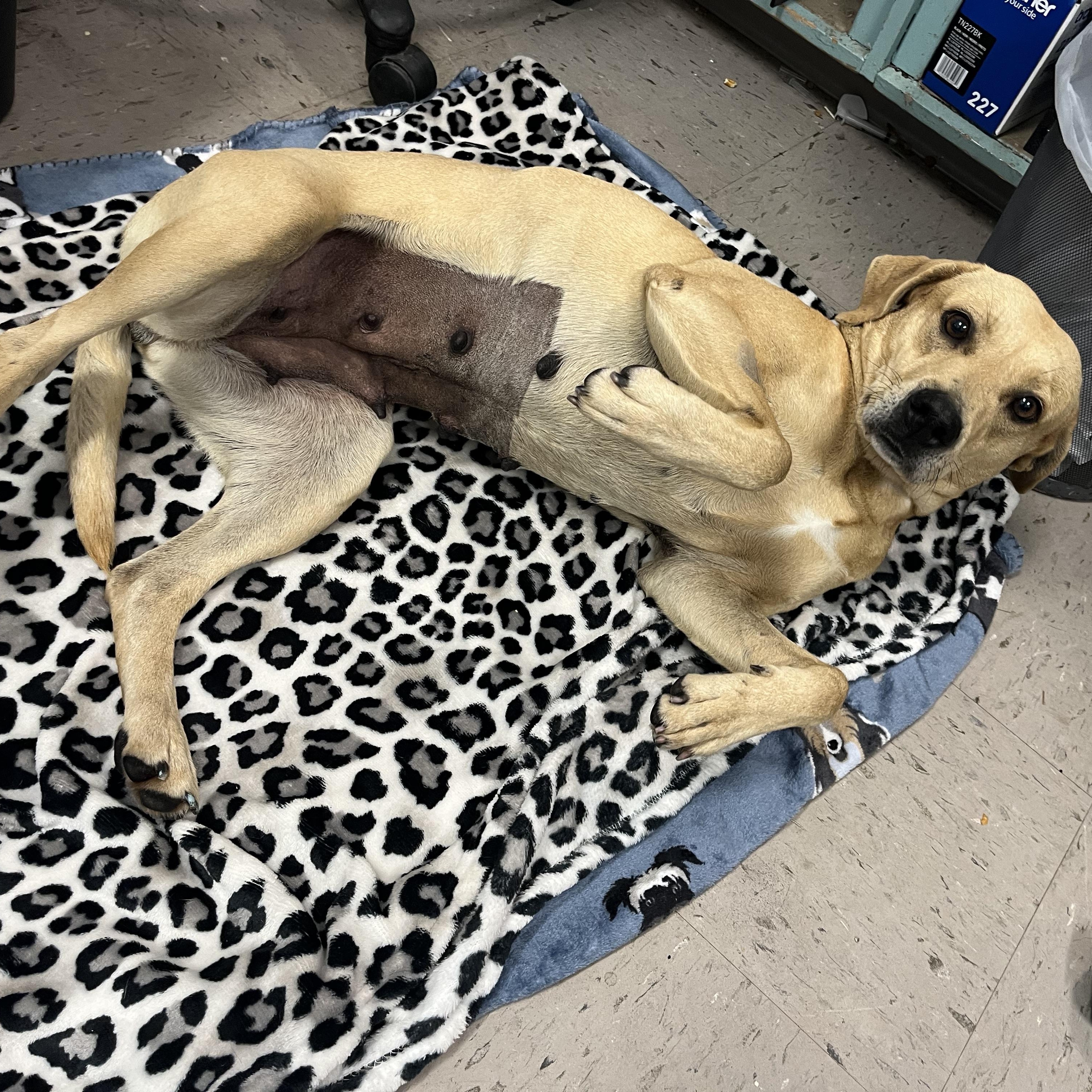 Enlarge Meredith, an adopted mixed breed in Marion, NC image 2/4