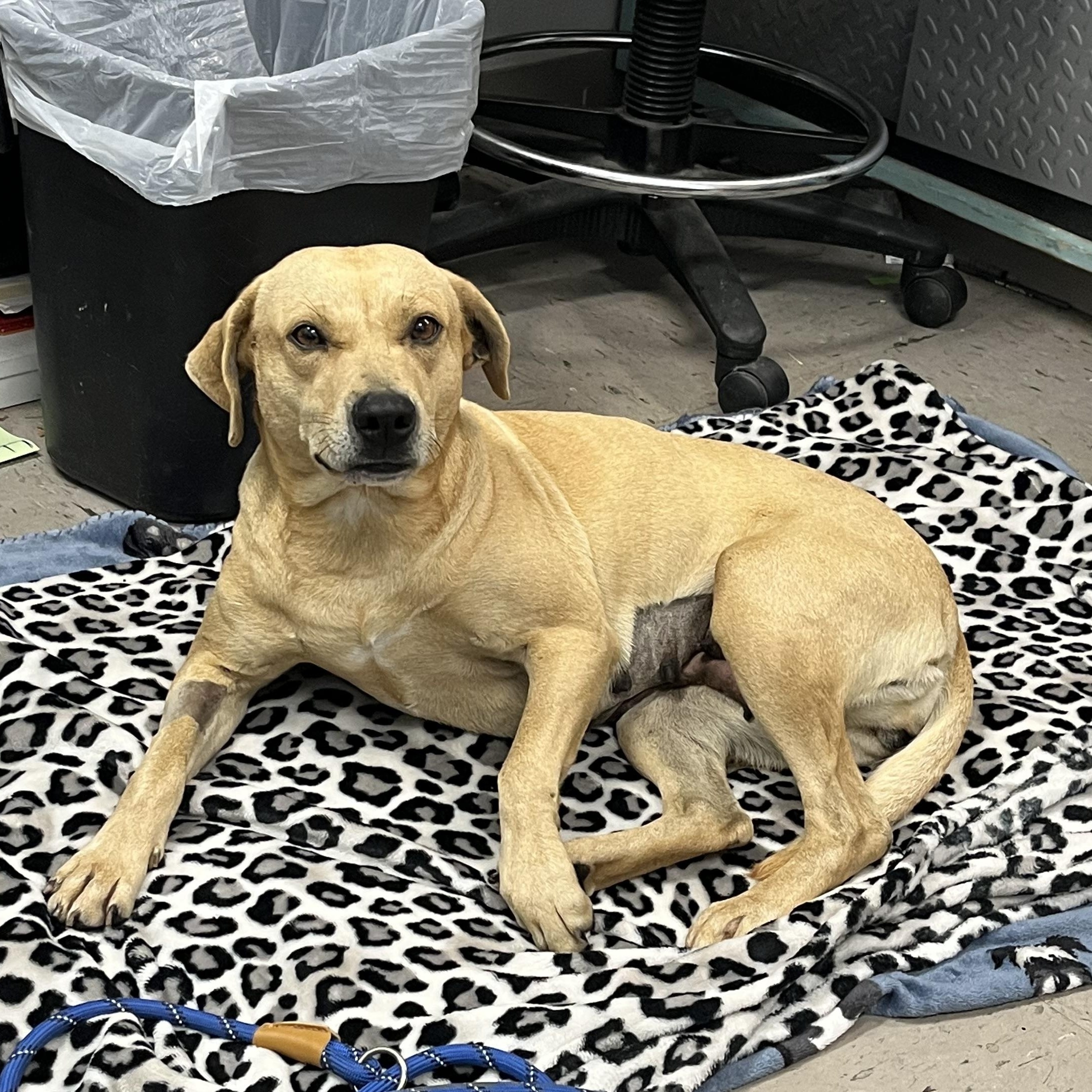 Meredith, ADOPTABLE, Adult Male Labrador Retriever.