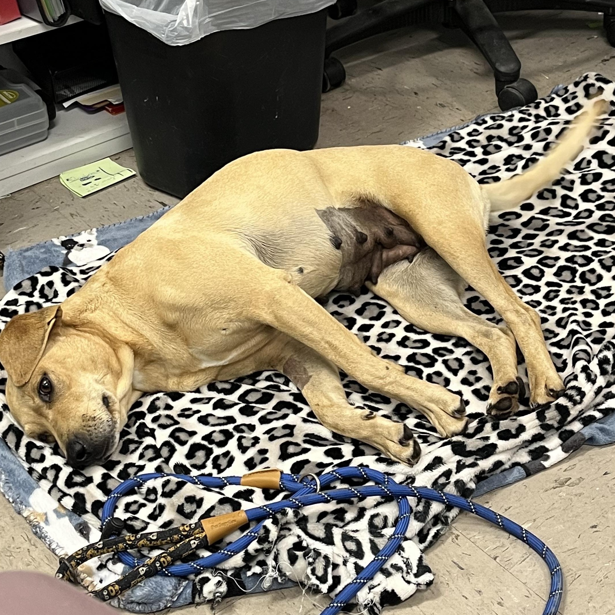 Enlarge Meredith, an adopted mixed breed in Marion, NC image 4/4