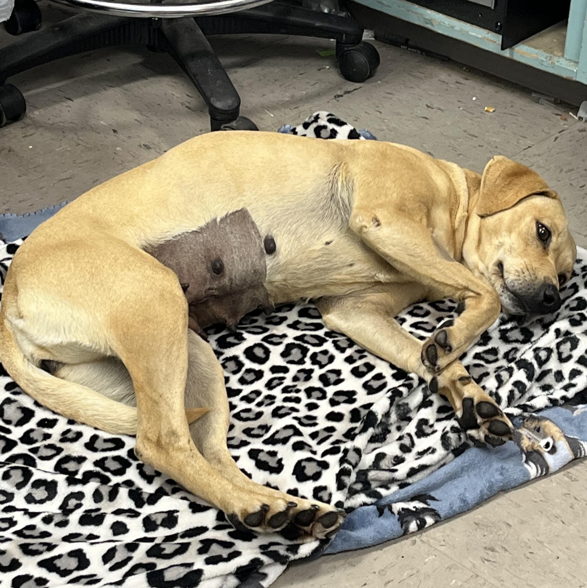 Enlarge Meredith, an adopted mixed breed in Marion, NC image 3/4