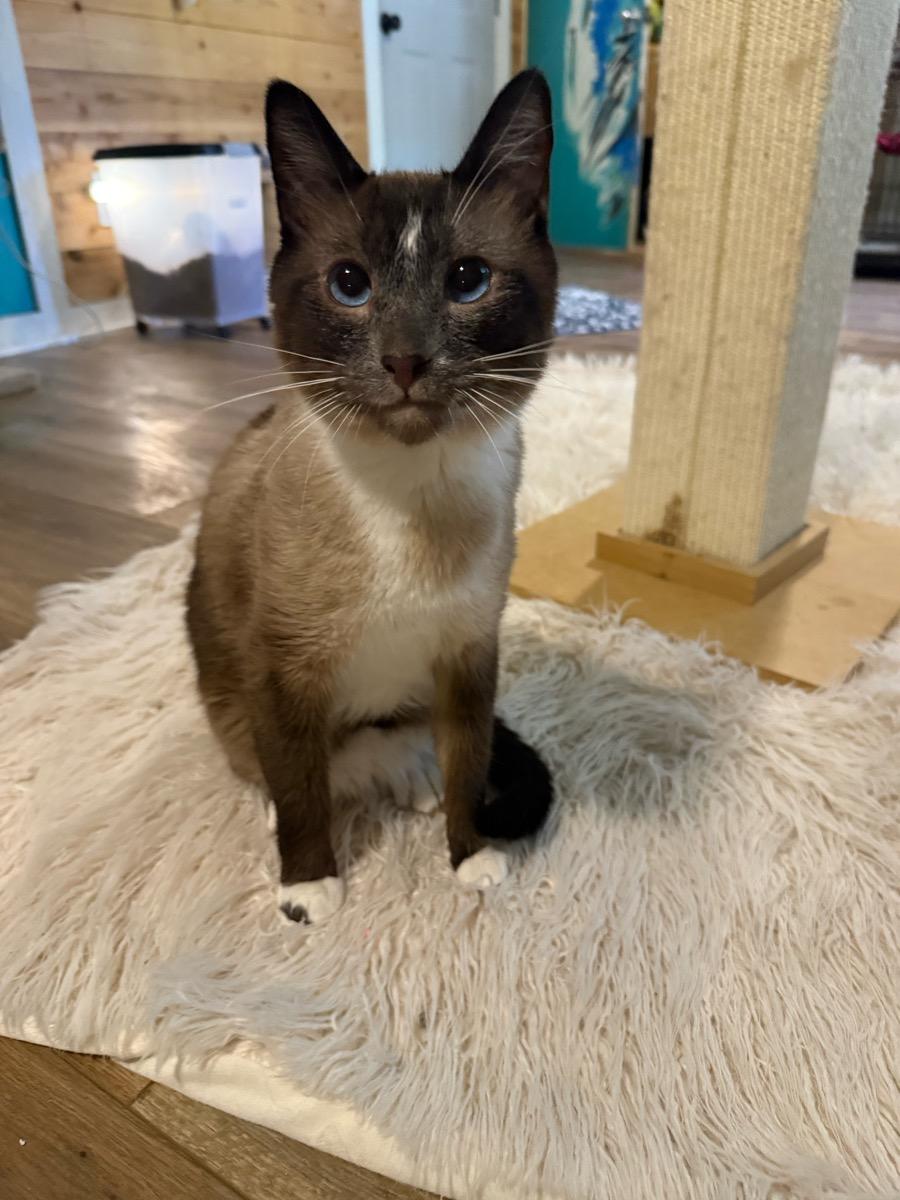 Smore, a Adoptable Snowshoe in Temecula, CA image 1/2