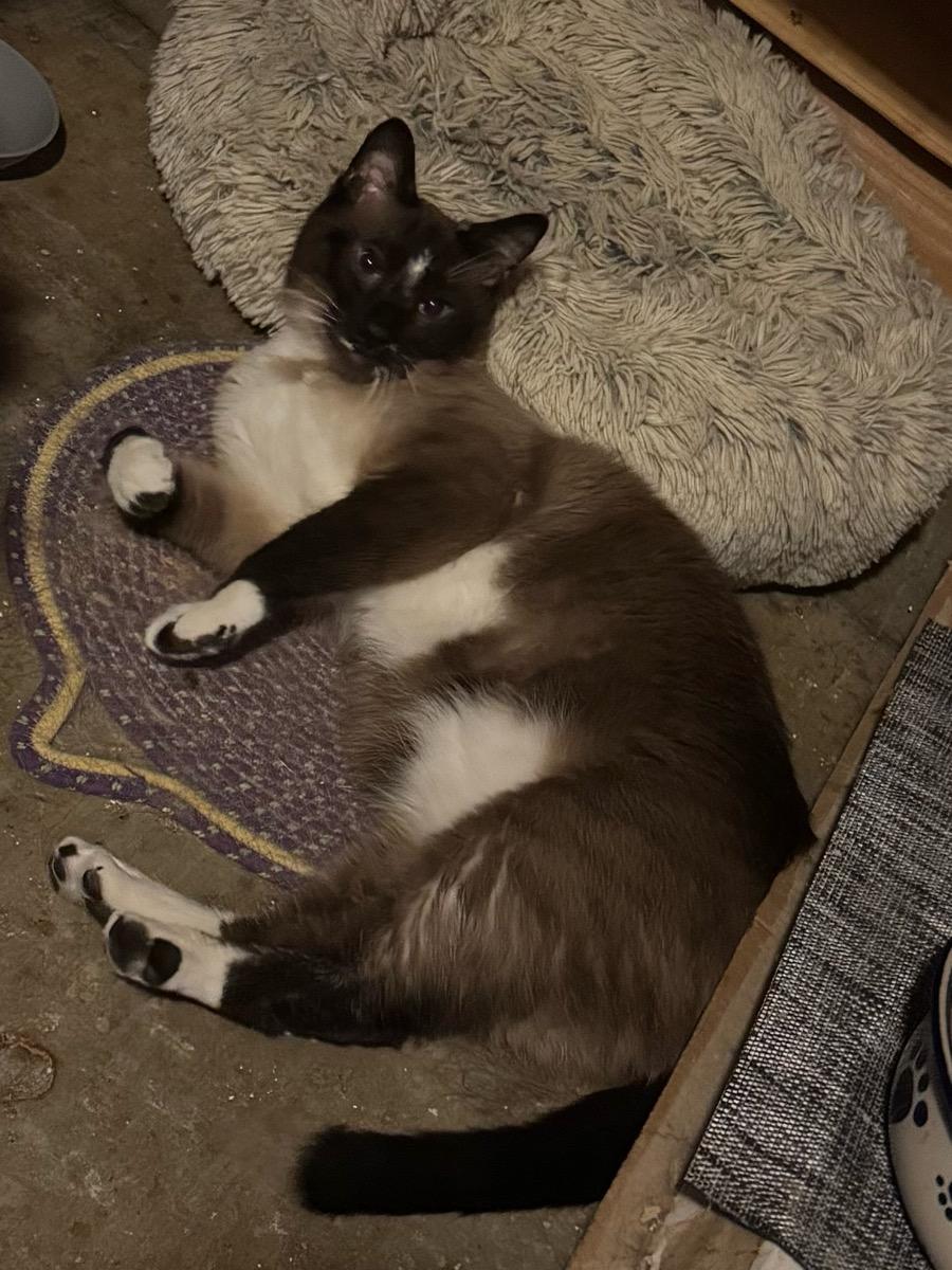 Smore, a Adoptable Snowshoe in Temecula, CA image 2/2