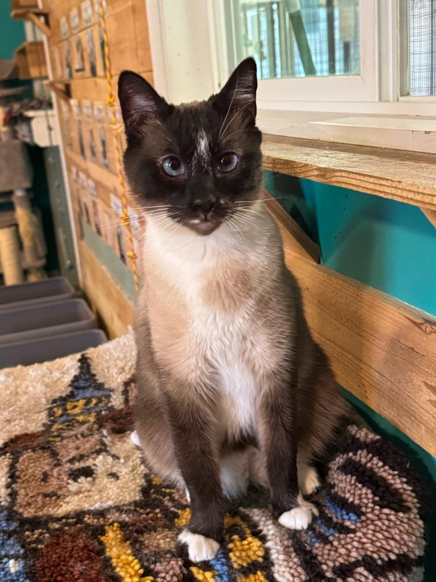 Enlarge Smore, a Adoptable Snowshoe in Temecula, CA image 1/3