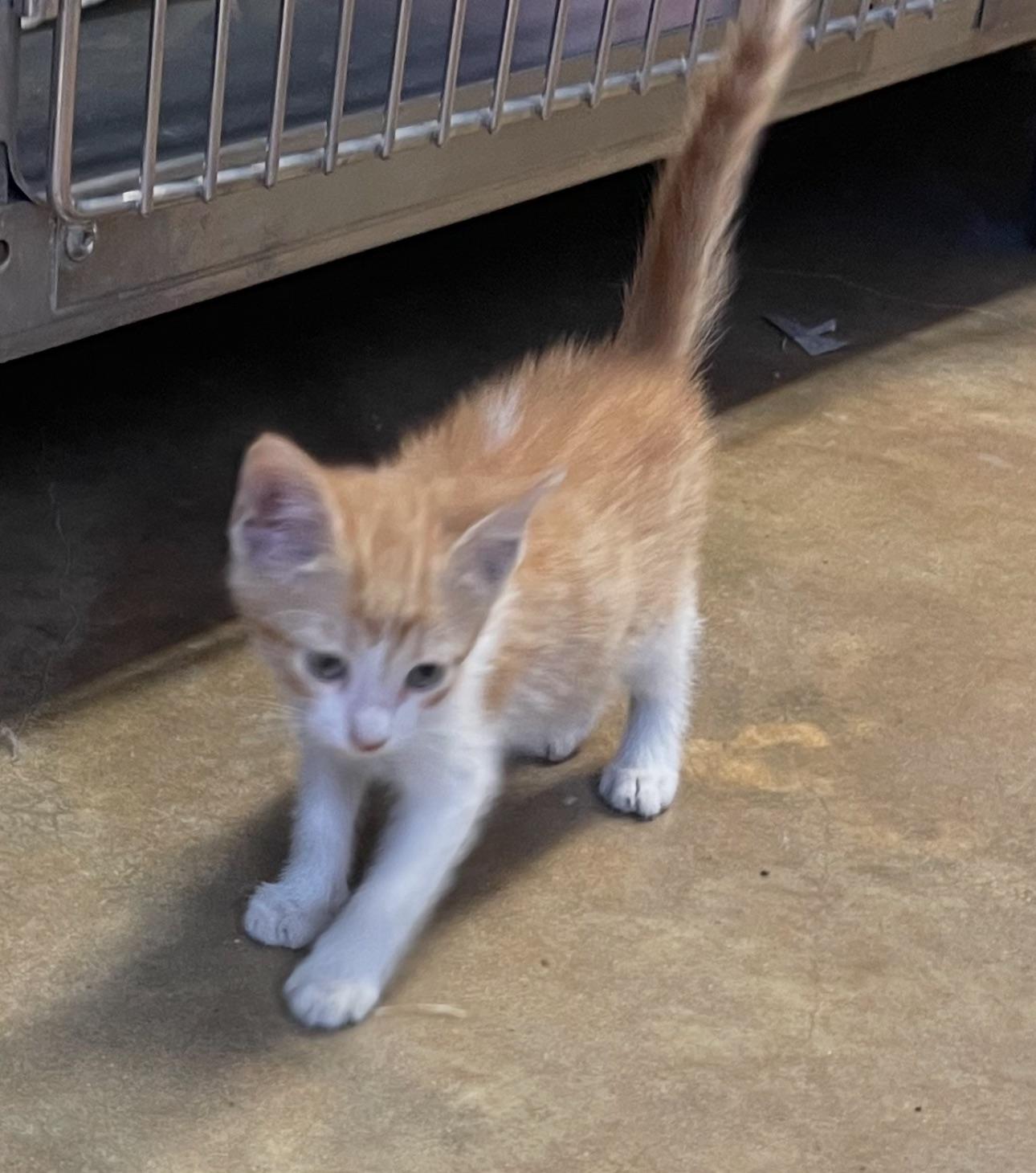 Rustee, Adoptable, Young Male Domestic Short Hair.