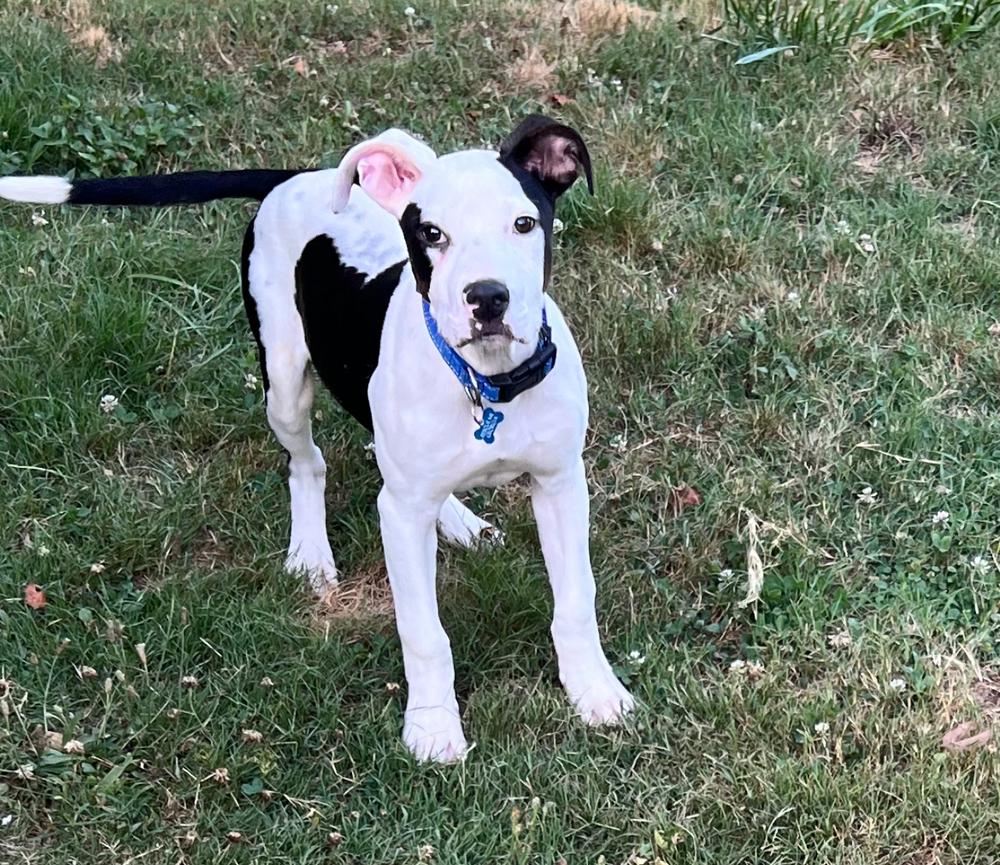 Ryland, a Adoptable Mixed Breed image 2/6