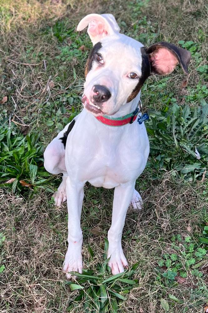 Ryland, a Adoptable Mixed Breed image 3/6