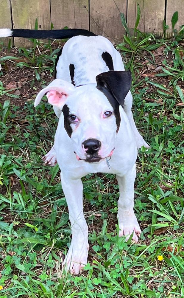 Ryland, a Adoptable Mixed Breed image 4/6