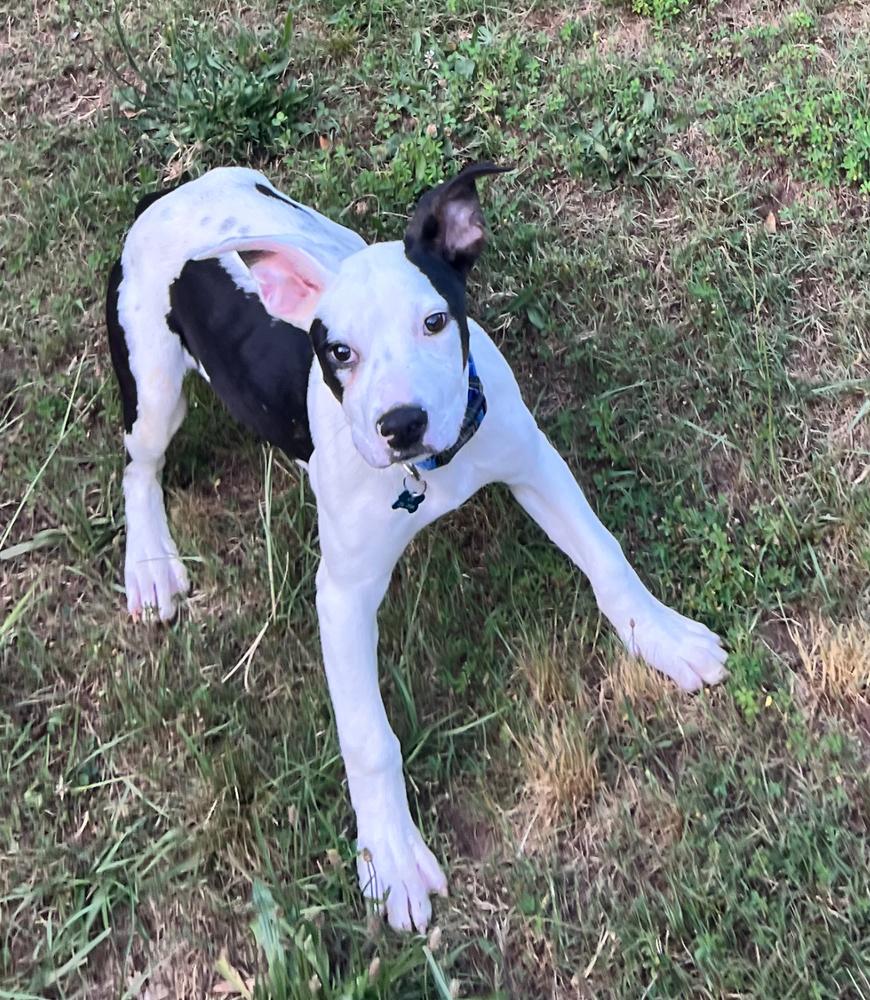 Ryland, a Adoptable Mixed Breed image 5/6