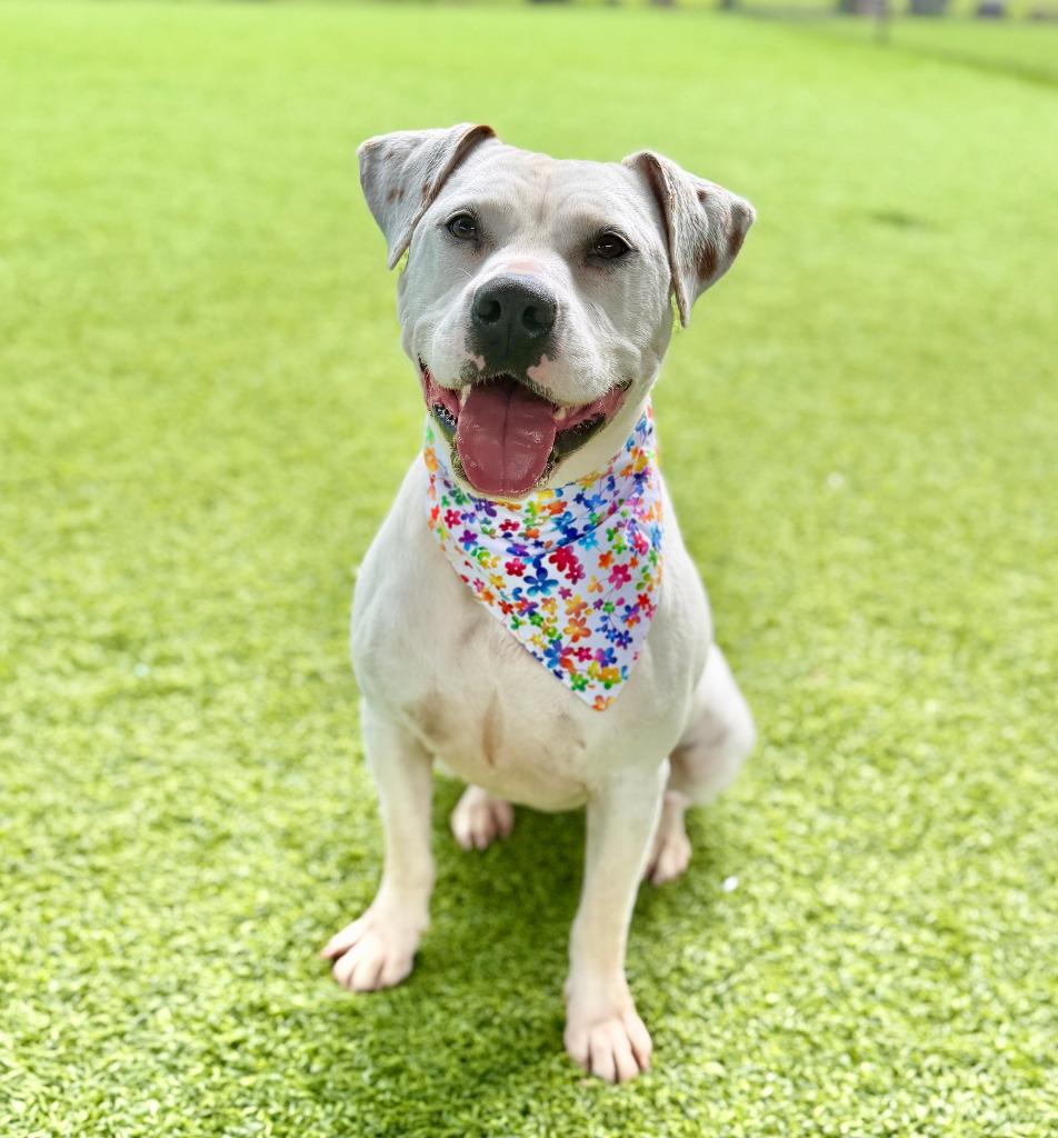 Zassy, Adoptable, Adult Female American Bulldog & Mixed Breed.