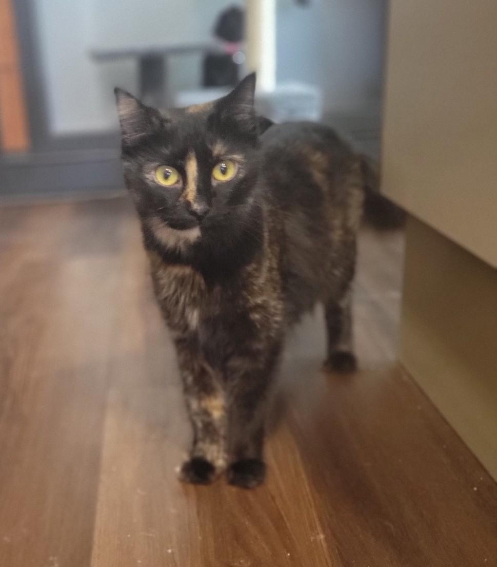 Enlarge Zinnia, a ADOPTABLE mixed breed in Shepherdsville, KY image 1/1