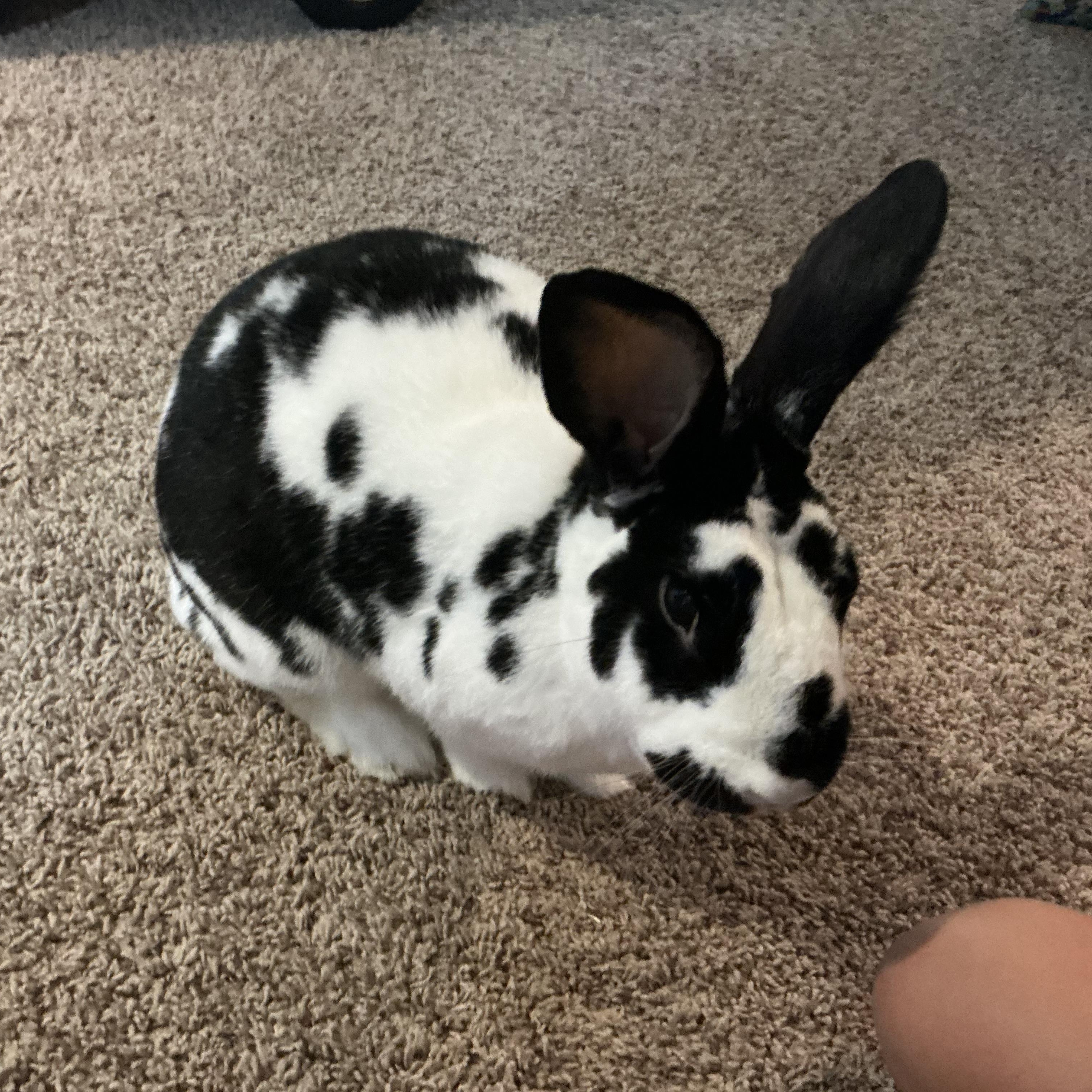 Enlarge Mark Hoppus, a Adoptable New Zealand in Omaha, NE image 2/2